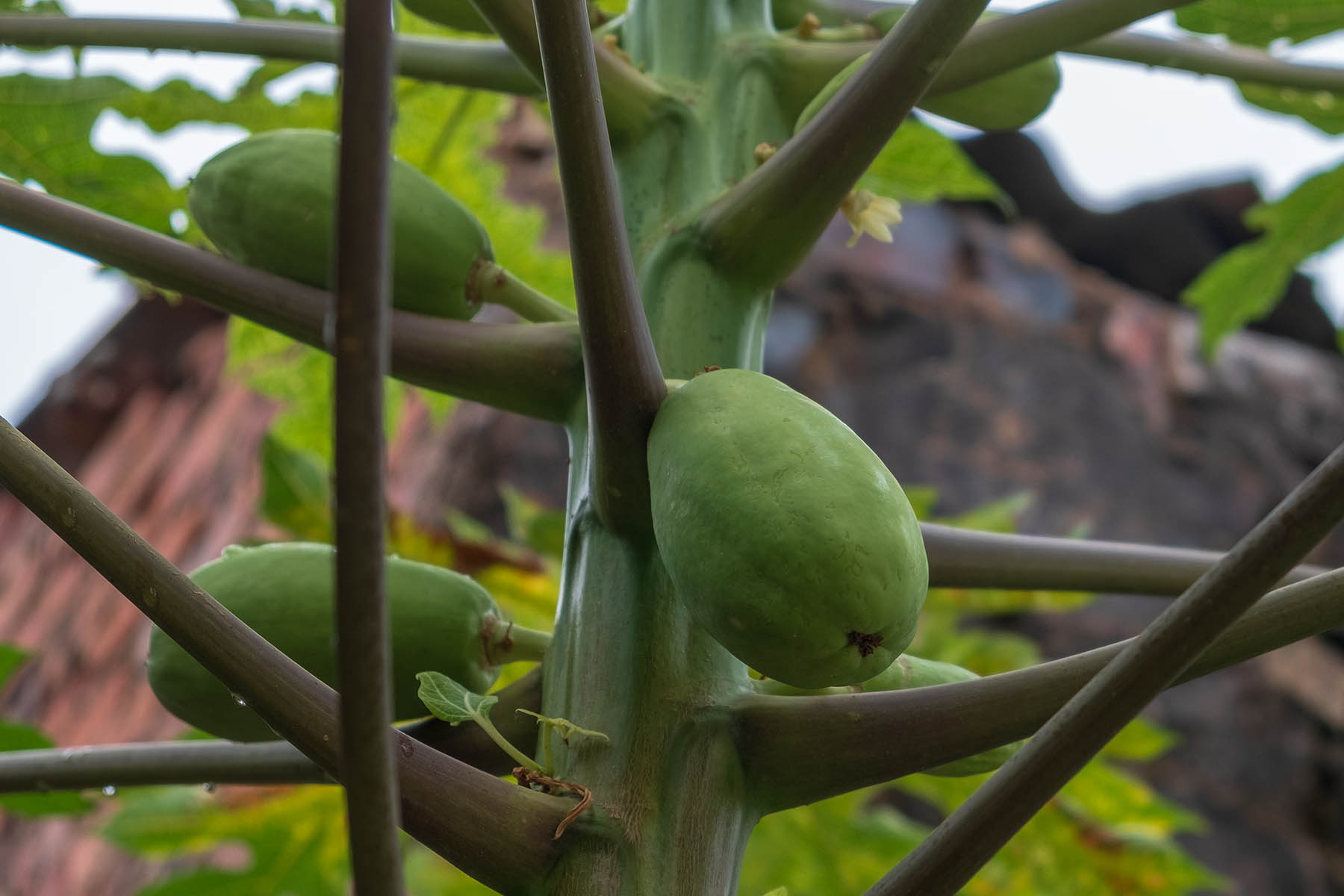 Papaya Baum in Zhangjiao in der Provinz Fujian, China