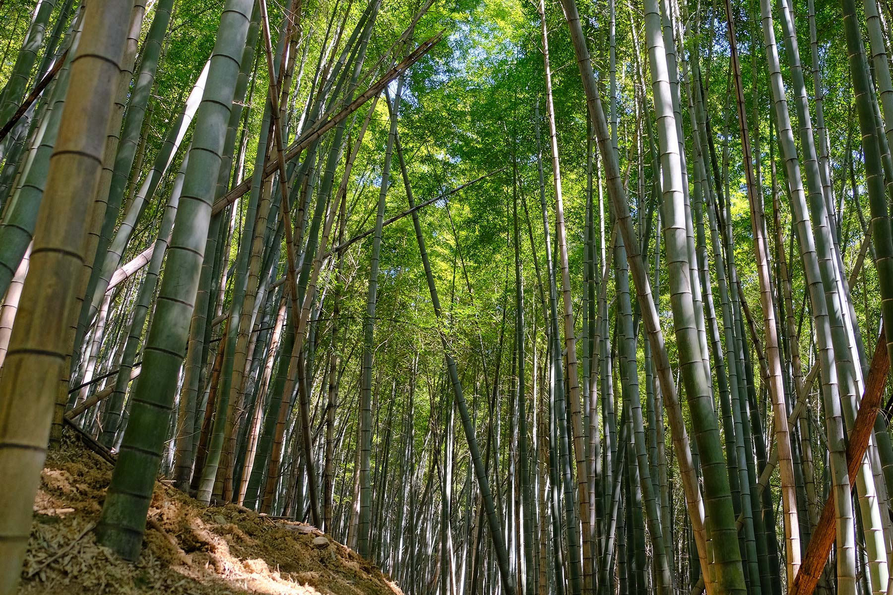 Wandern im Bambuswald im Nine Dragon Lake Park in Ningbo, China
