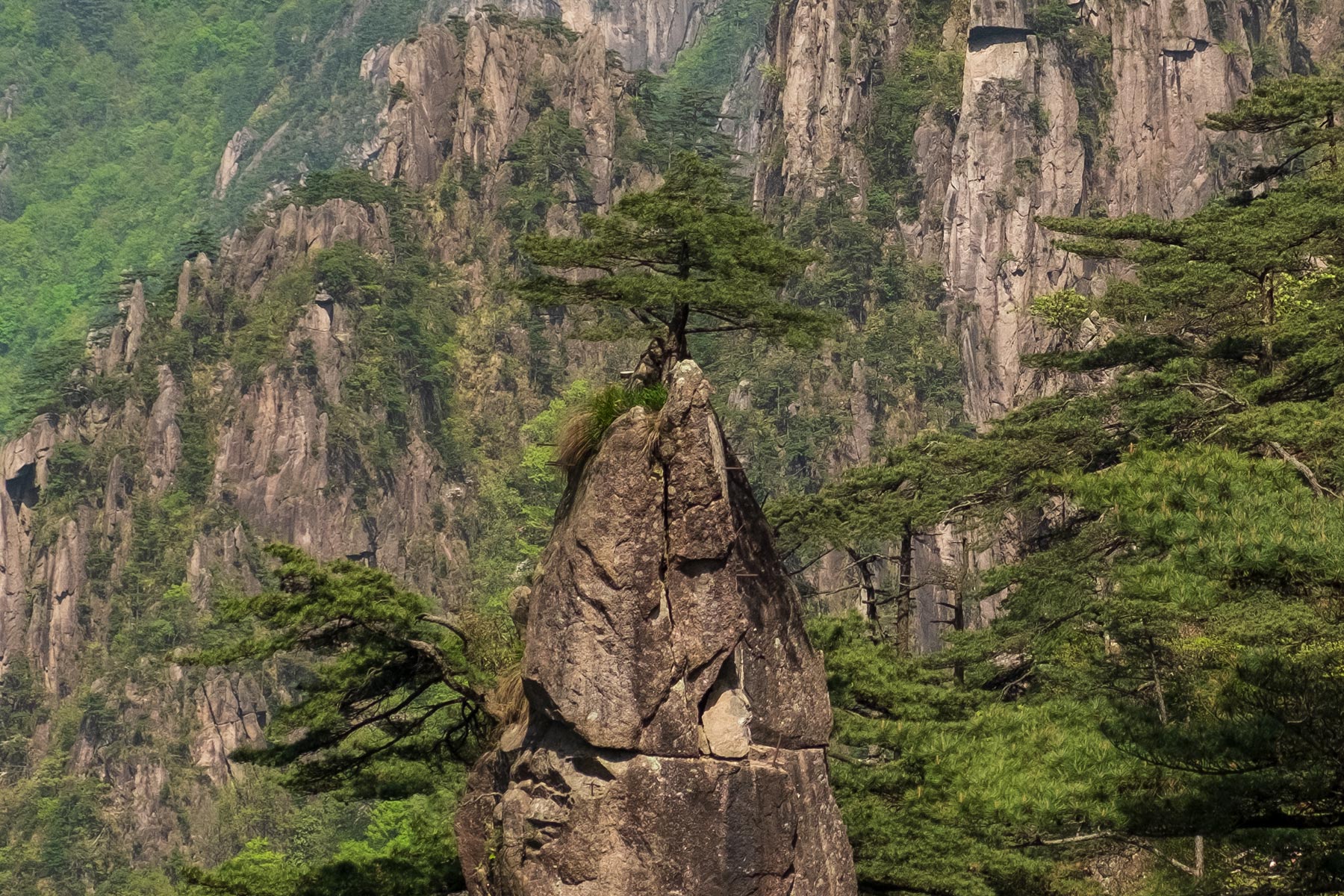 Kiefer im Huangshan Gebirge in Anhui, China im Frühling