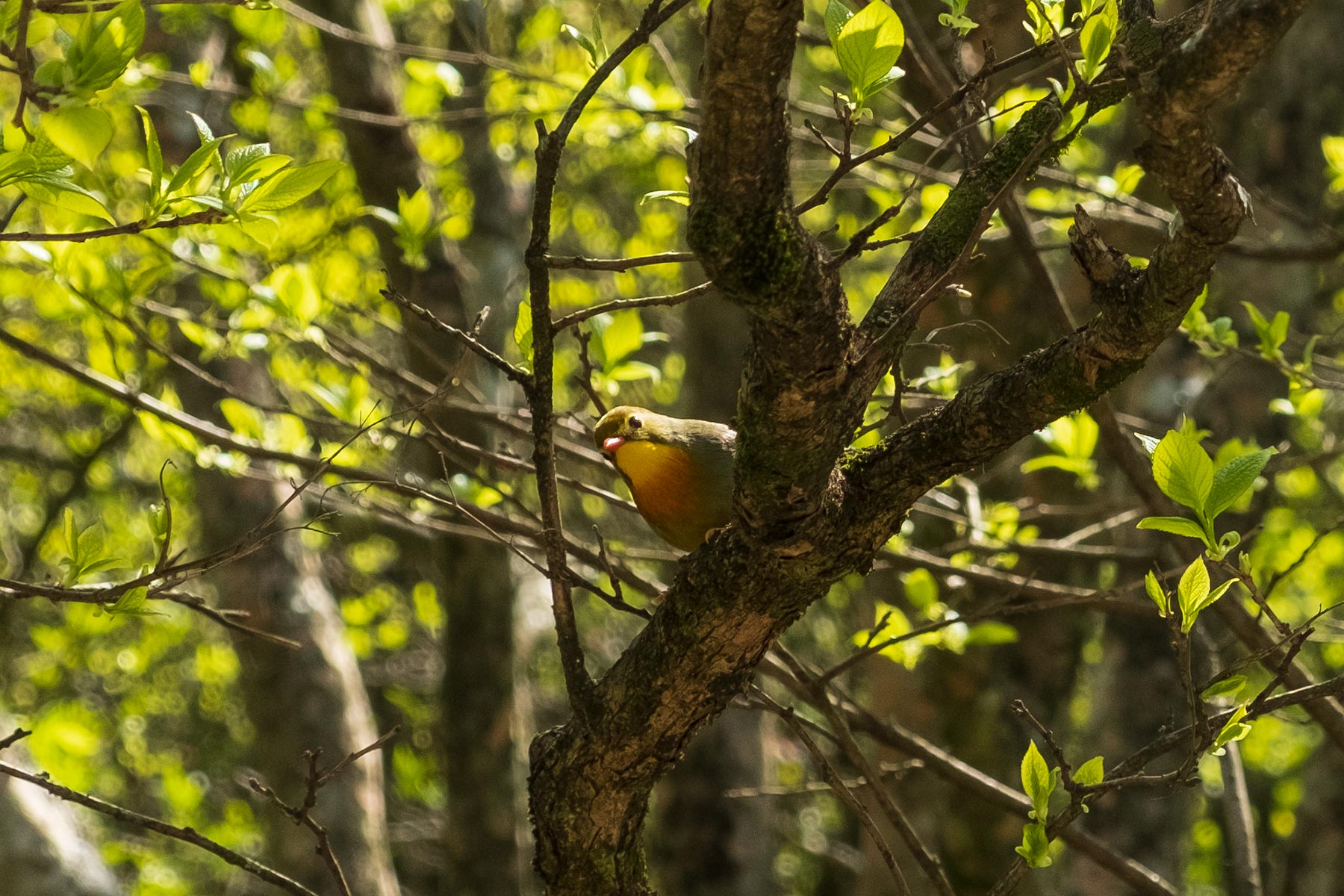 Sonnenvogel (Chinanachtigall) im Huangshan Gebirge in Anhui, China im Frühling