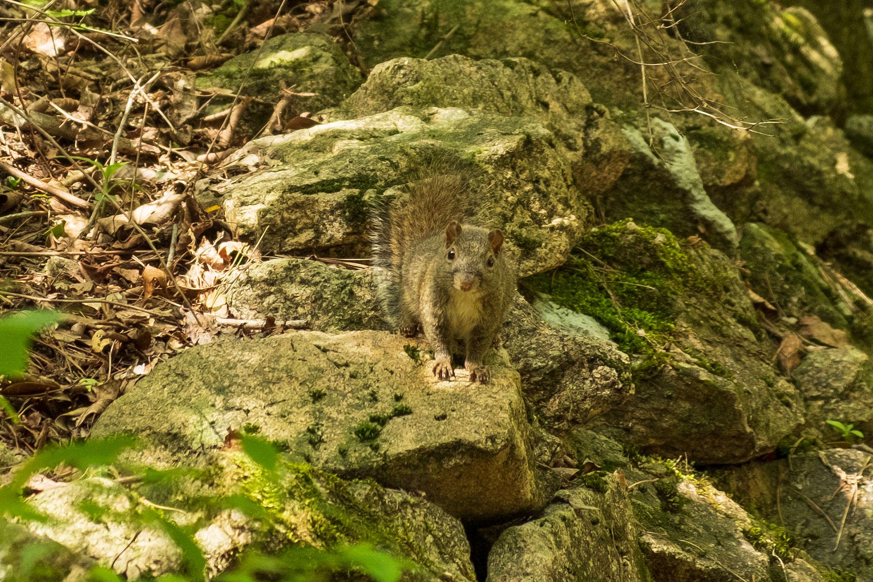 Eichhörnchen im Huangshan Gebirge in Anhui, China im Frühling