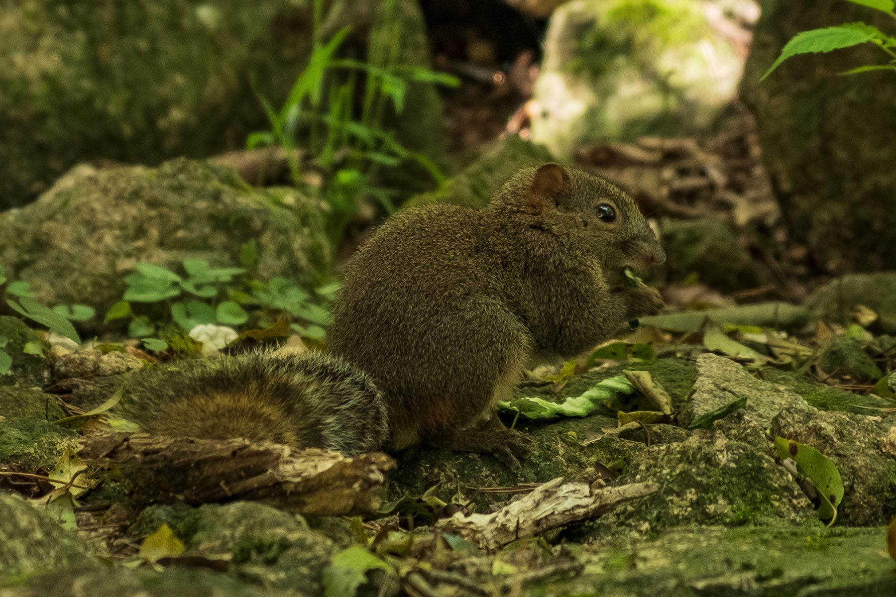 Eichhörnchen im Huangshan Gebirge in Anhui, China im Frühling