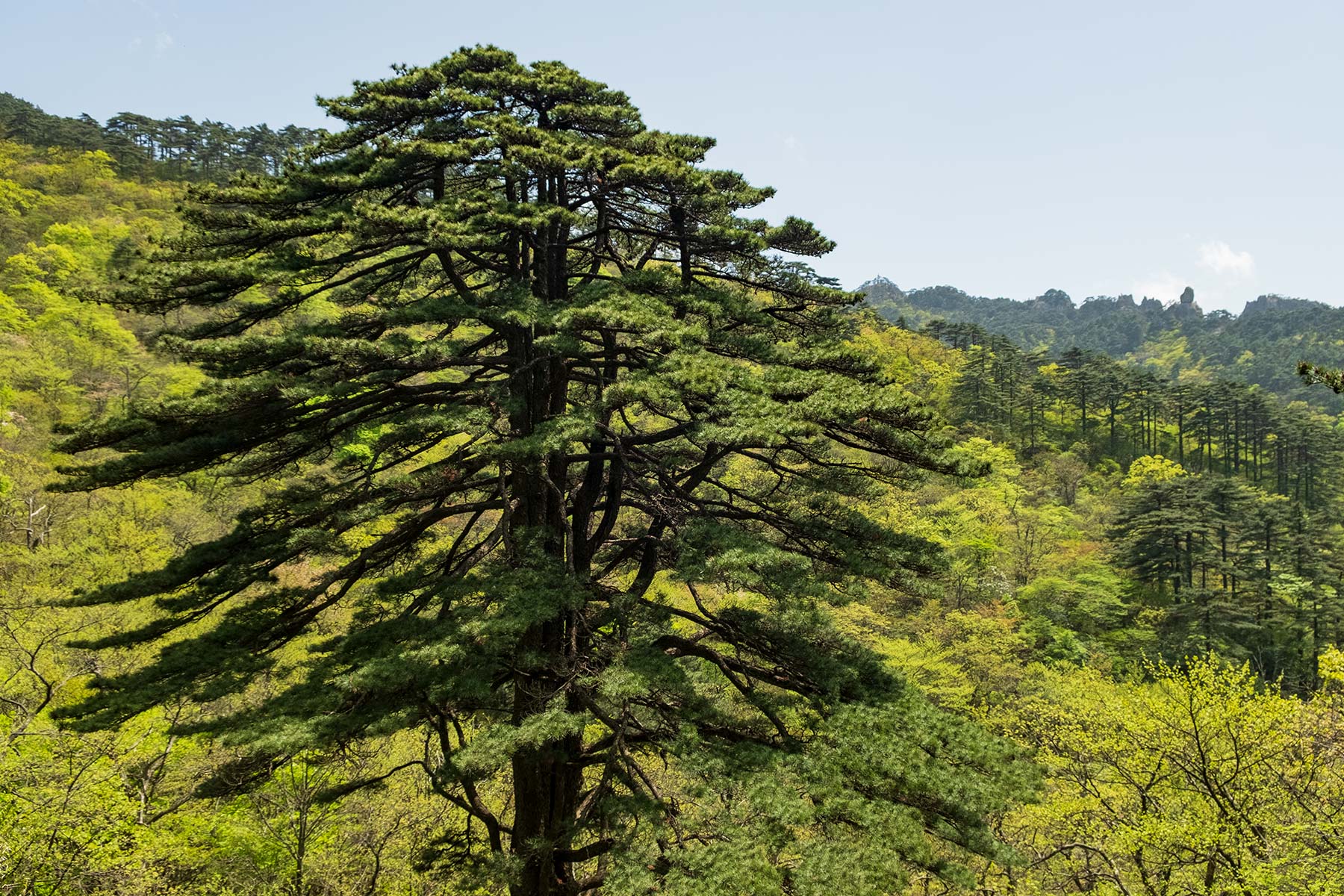 Unity Pine Kiefer im Huangshan Gebirge in Anhui, China im Frühling