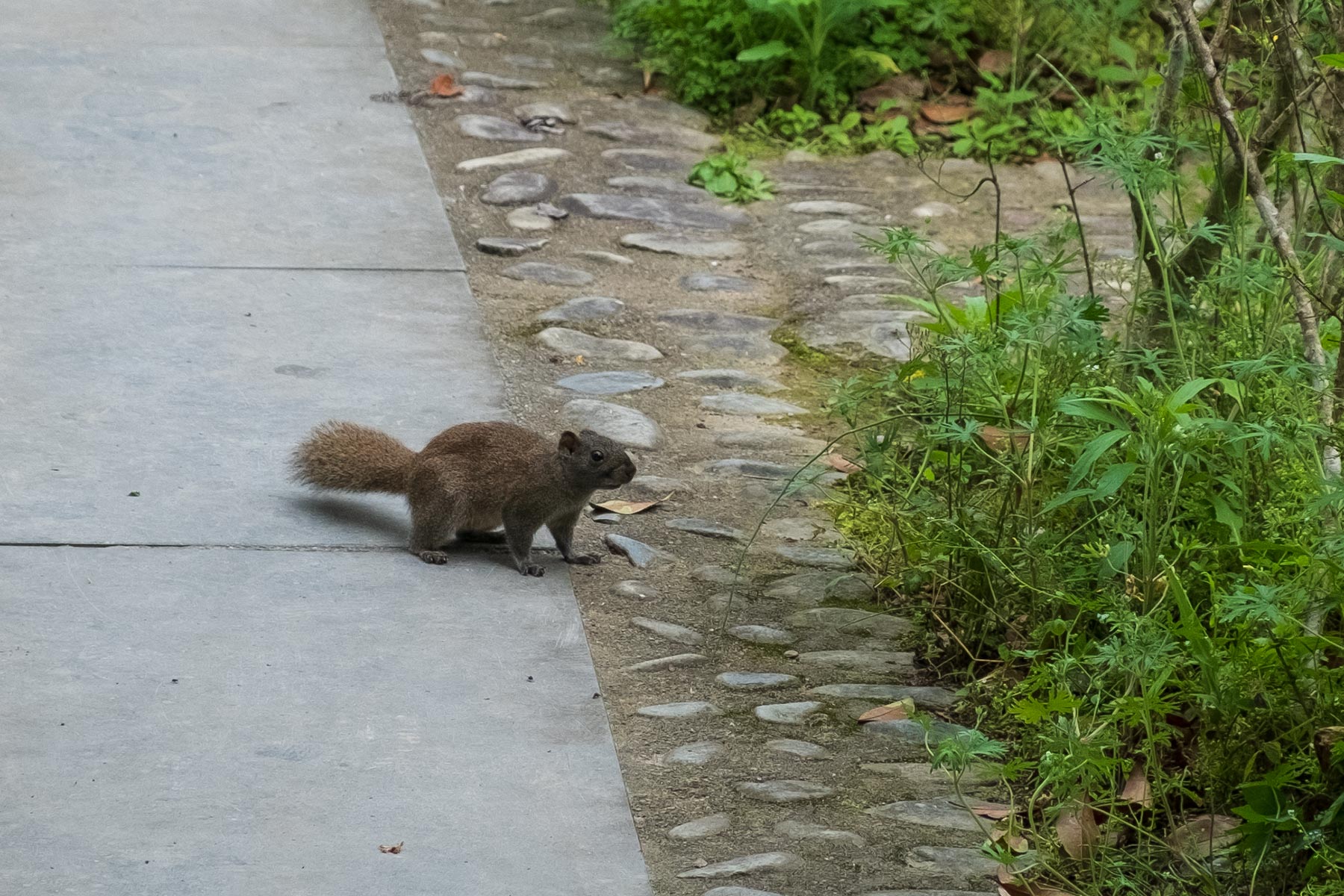 Eichhörnchen in der historischen Altstadt Nanping in Anhui, China