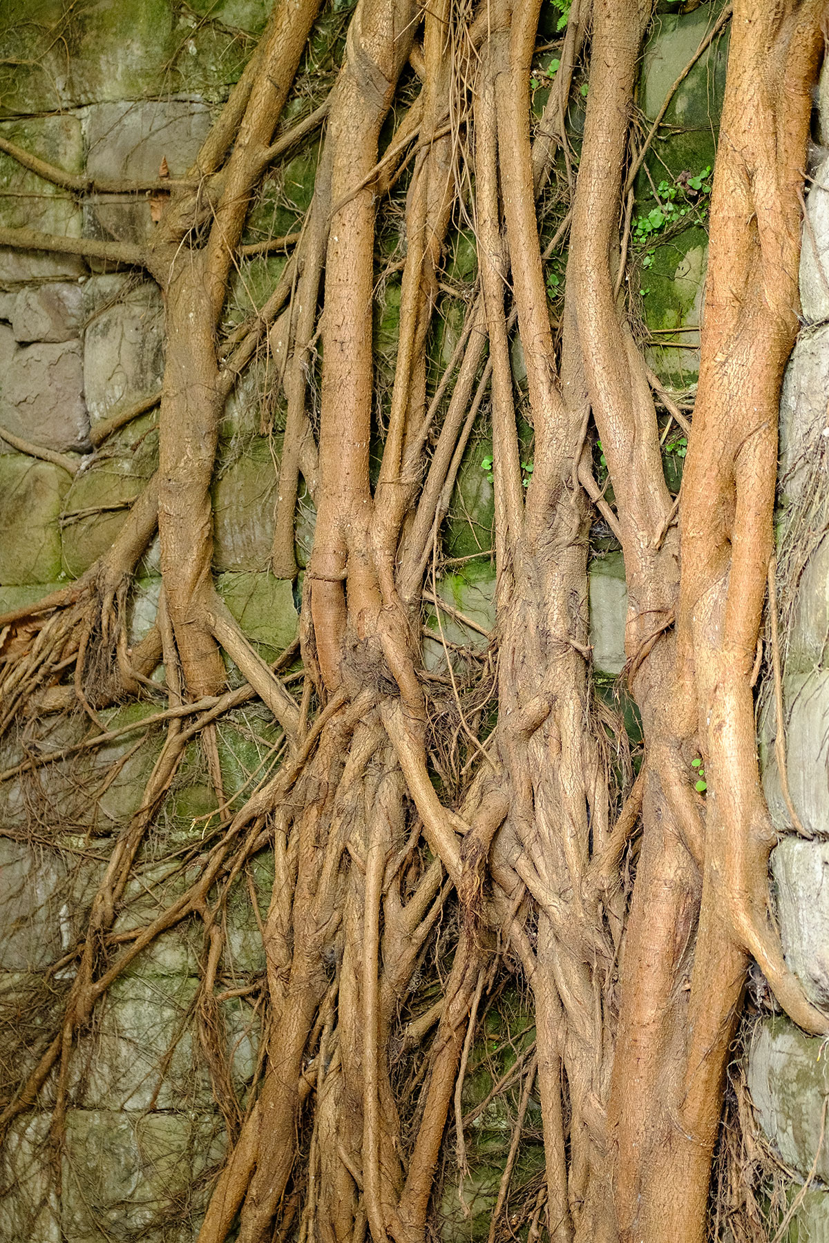 Wurzeln eines Baumes in Chongqing