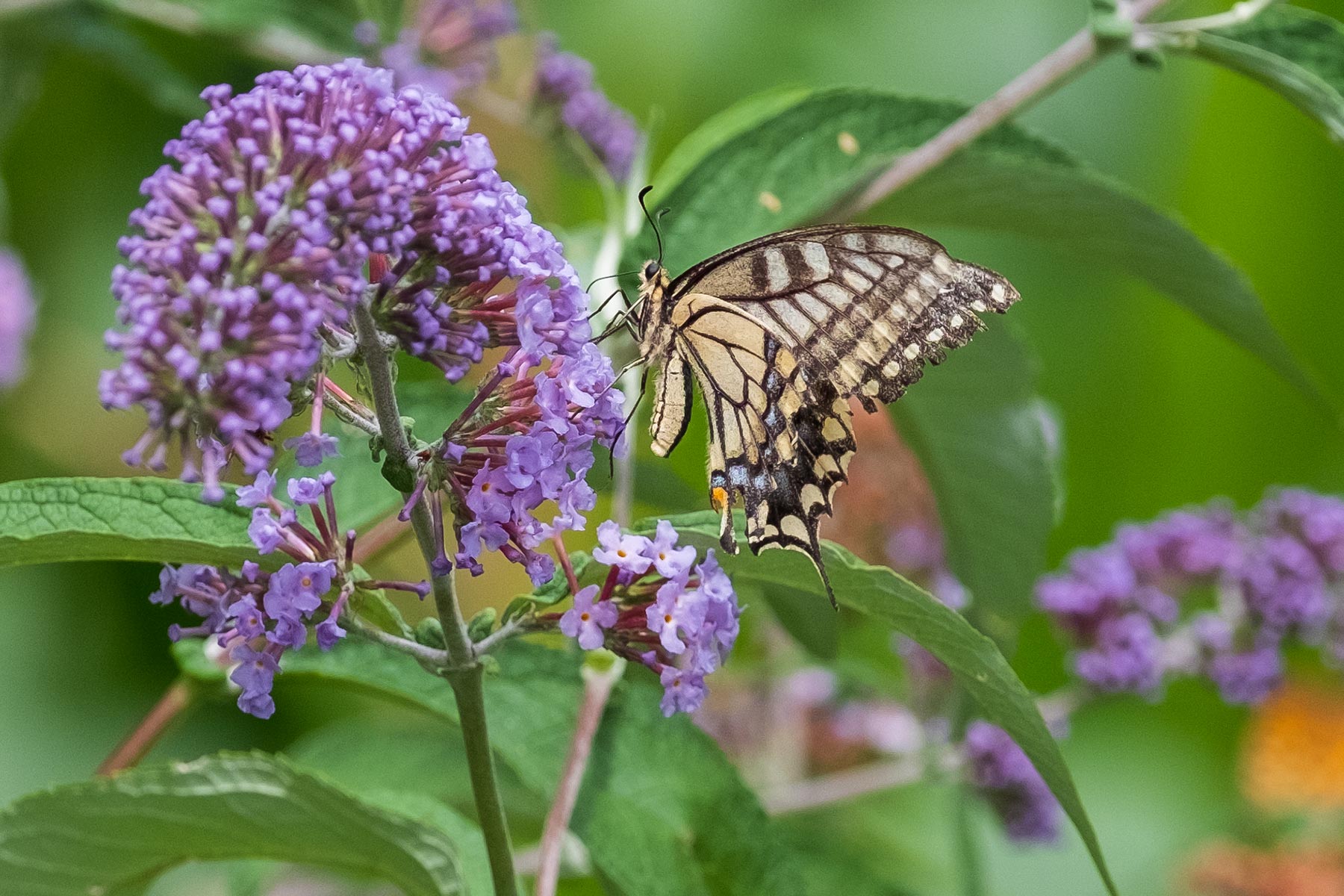 Schmetterling Nahaufnahme China