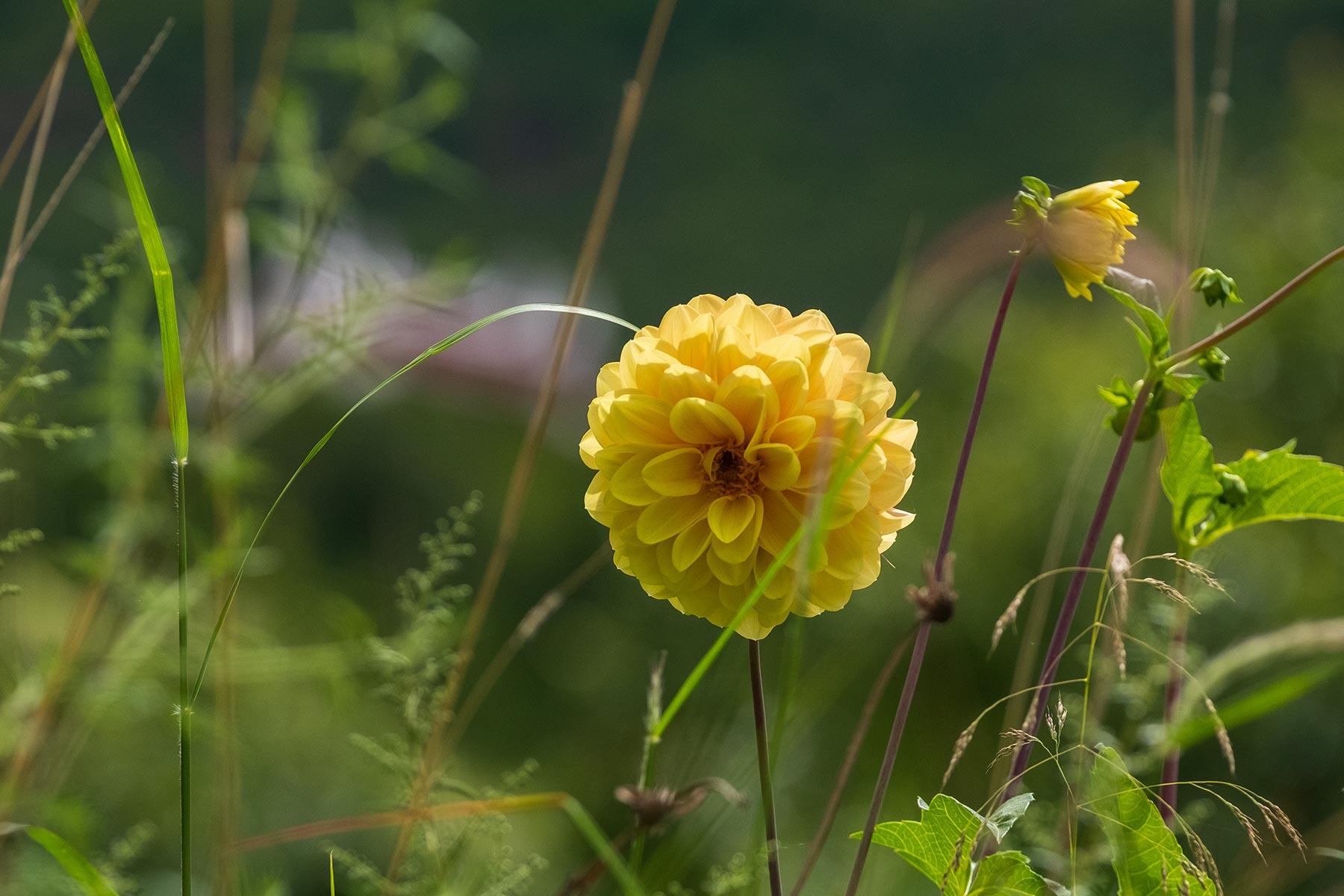 Gelbe Blume Nahaufnahme