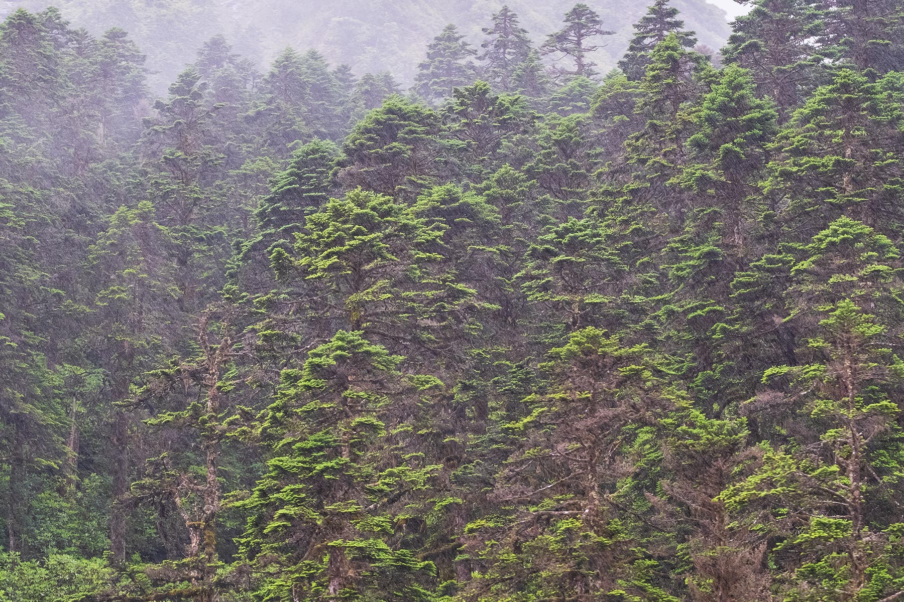 Regen im Wald im Vogel im Hailuogou Gletscher Park in Sichuan