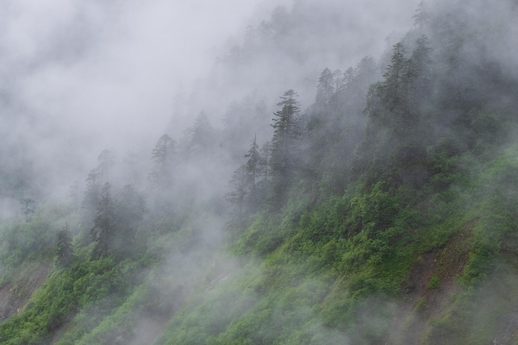 Regen und Wolken im Wald im Vogel im Hailuogou Gletscher Park in Sichuan