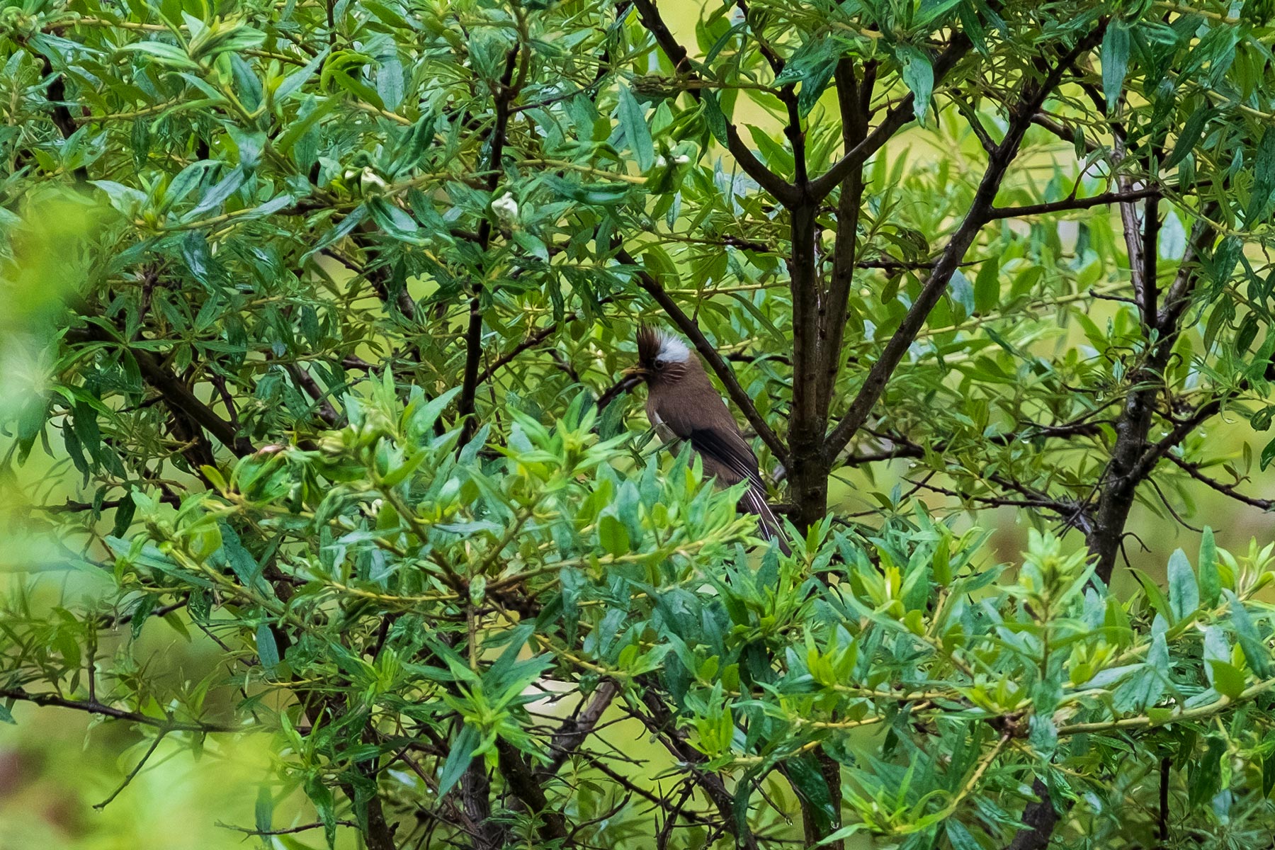 Vogel im Hailuogou Gletscher Park in Sichuan