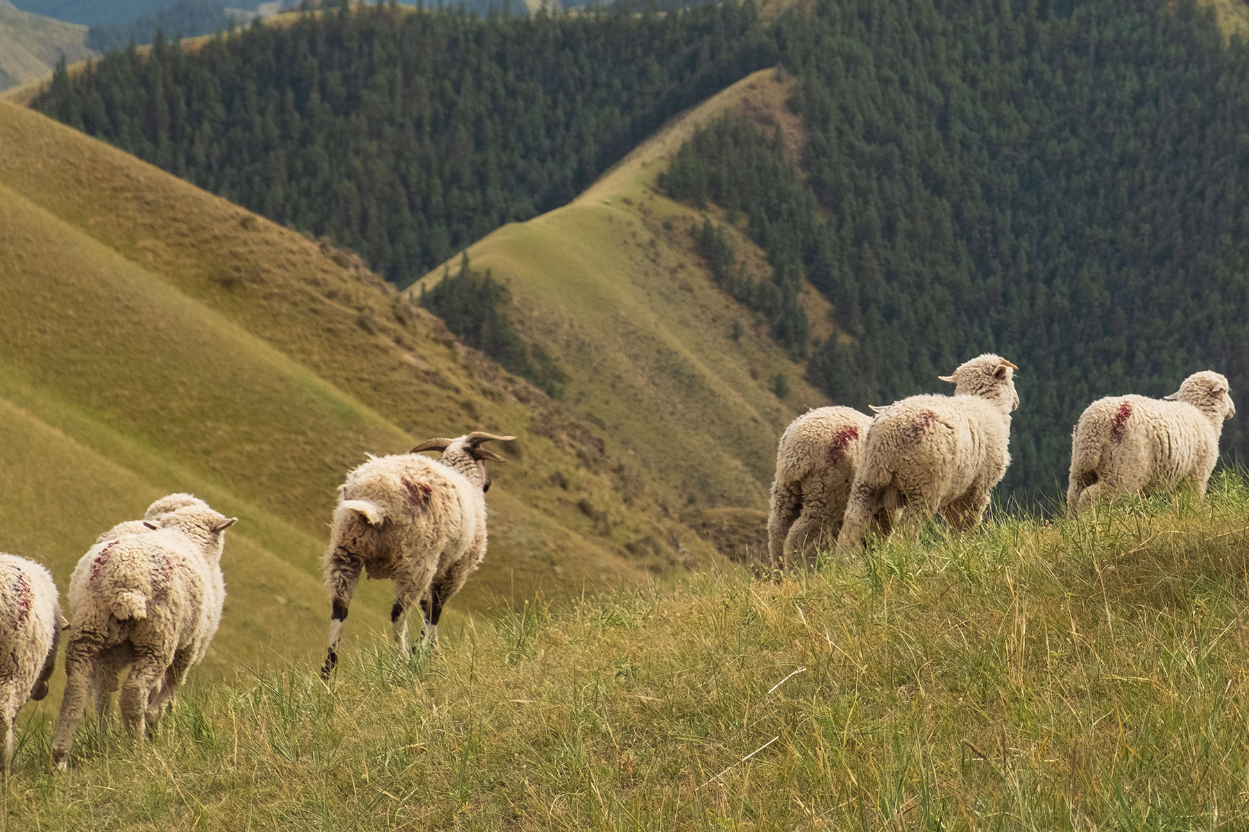 Schafe im Kangle Grassland in Gansu in China