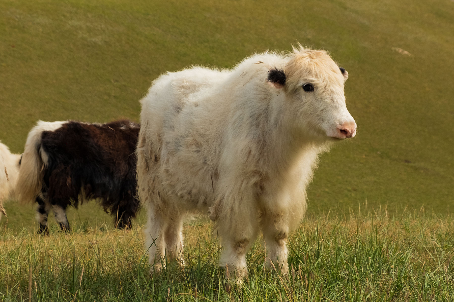 Weißes Yak im Kangle Grassland in Gansu in China