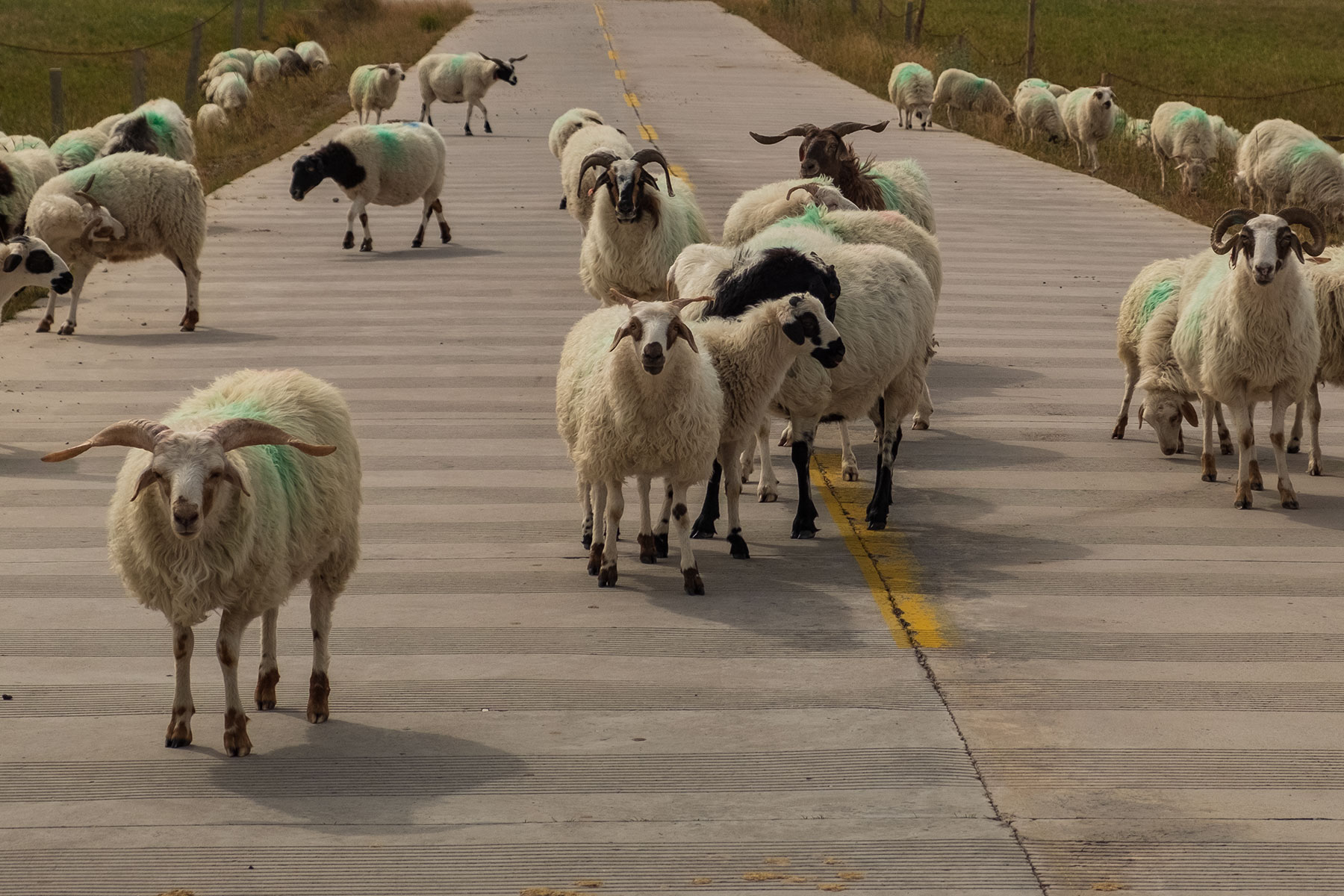 Schafe auf der Straßen im Kangle Grassland in Gansu in China