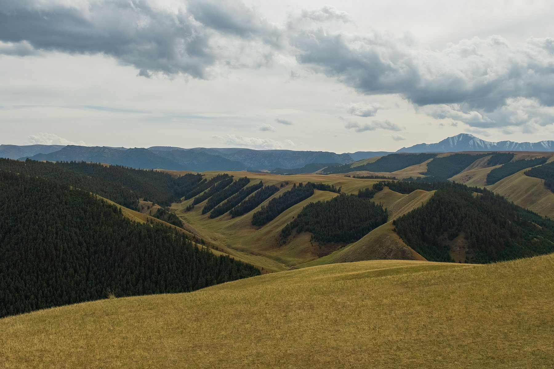 8 Pinienwälder im Kangle Grassland in Gansu in China