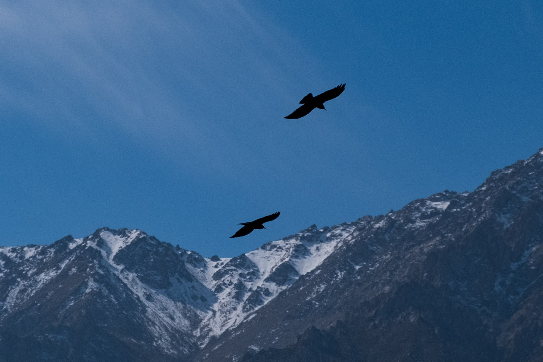 Raben in der Luft vor Bergen mit Schnee in Gansu