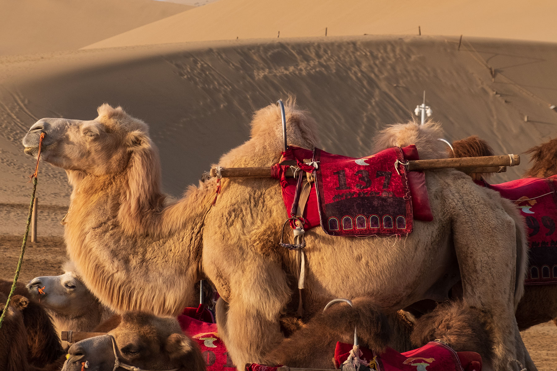 Kamele in der Mingsha Wüste in Dunhuang in China
