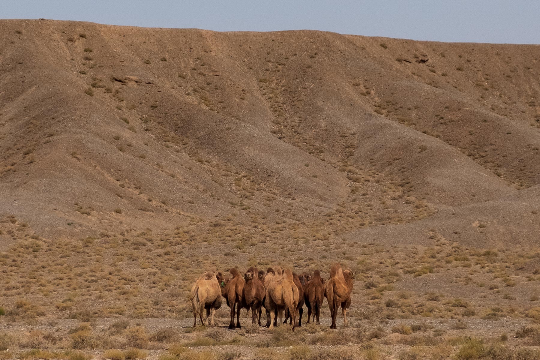 Kamele in Gansu in China