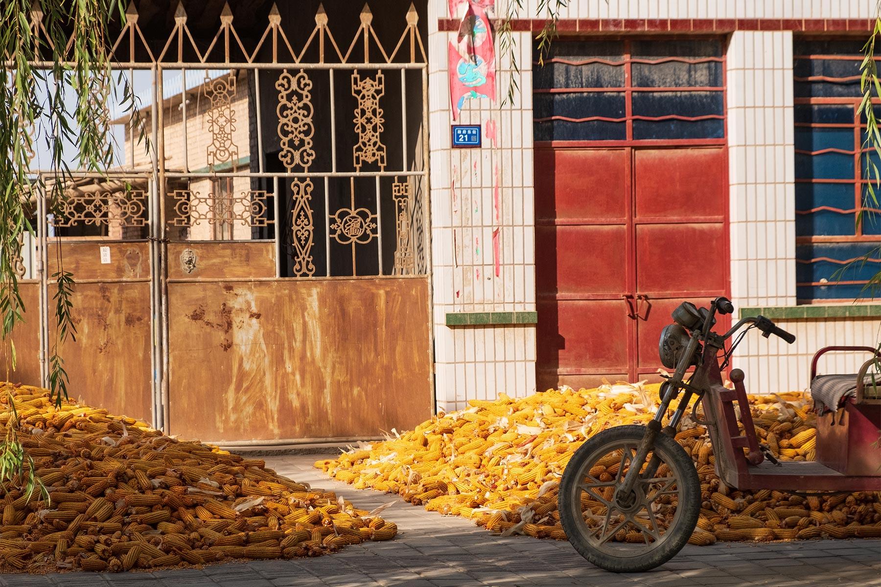 Mais wird auf der Straße getrocknet in Gansu, China