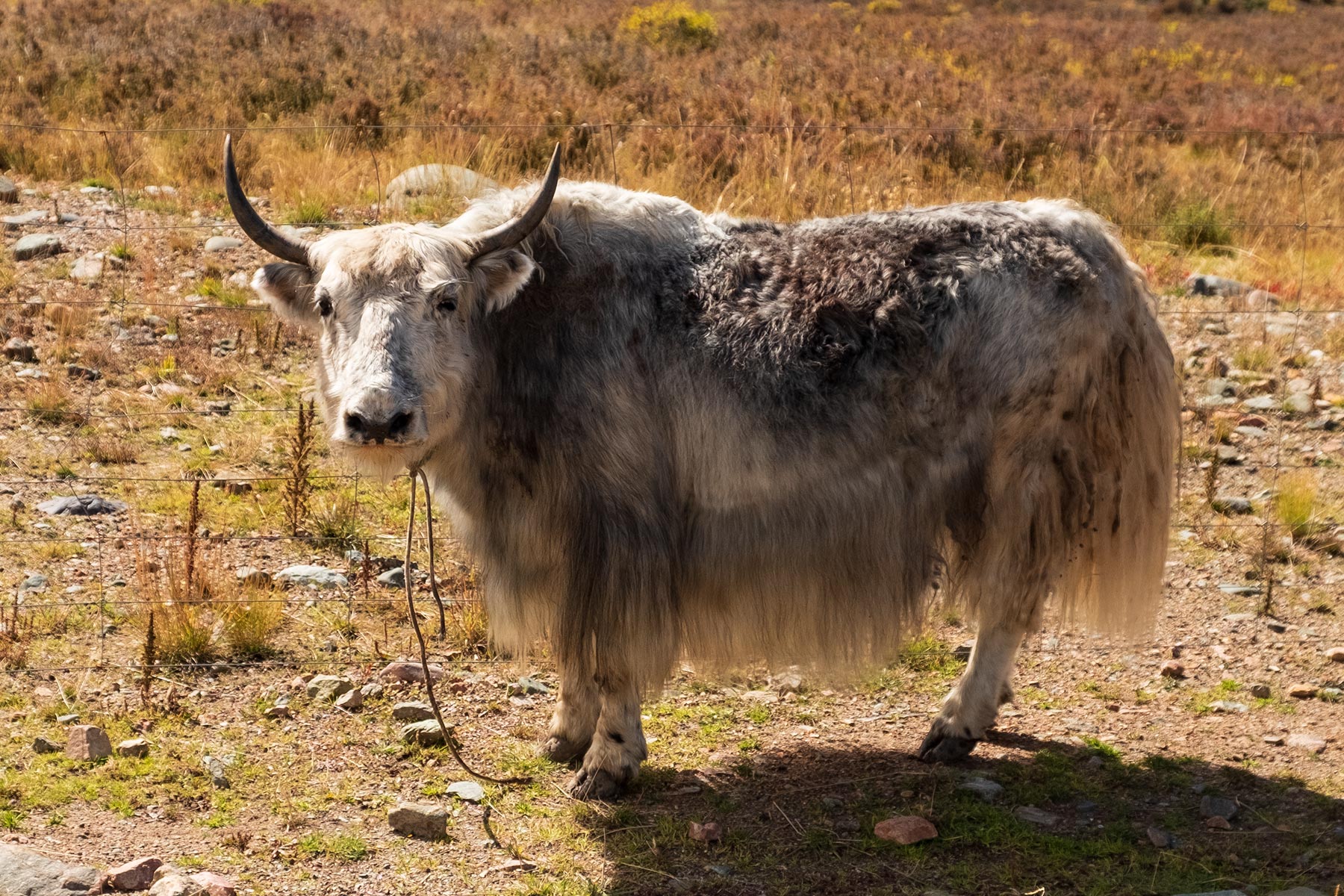 Yak in Weiß in Gansu China in den Bergen