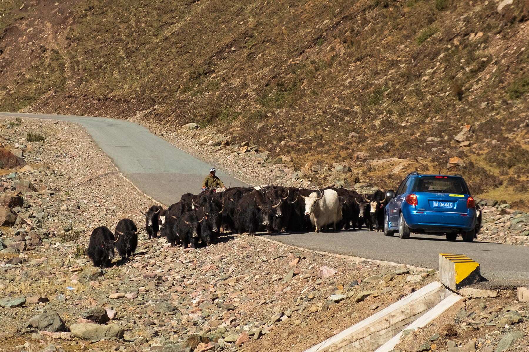 Yaks auf der Straße in Gansu China in den Bergen