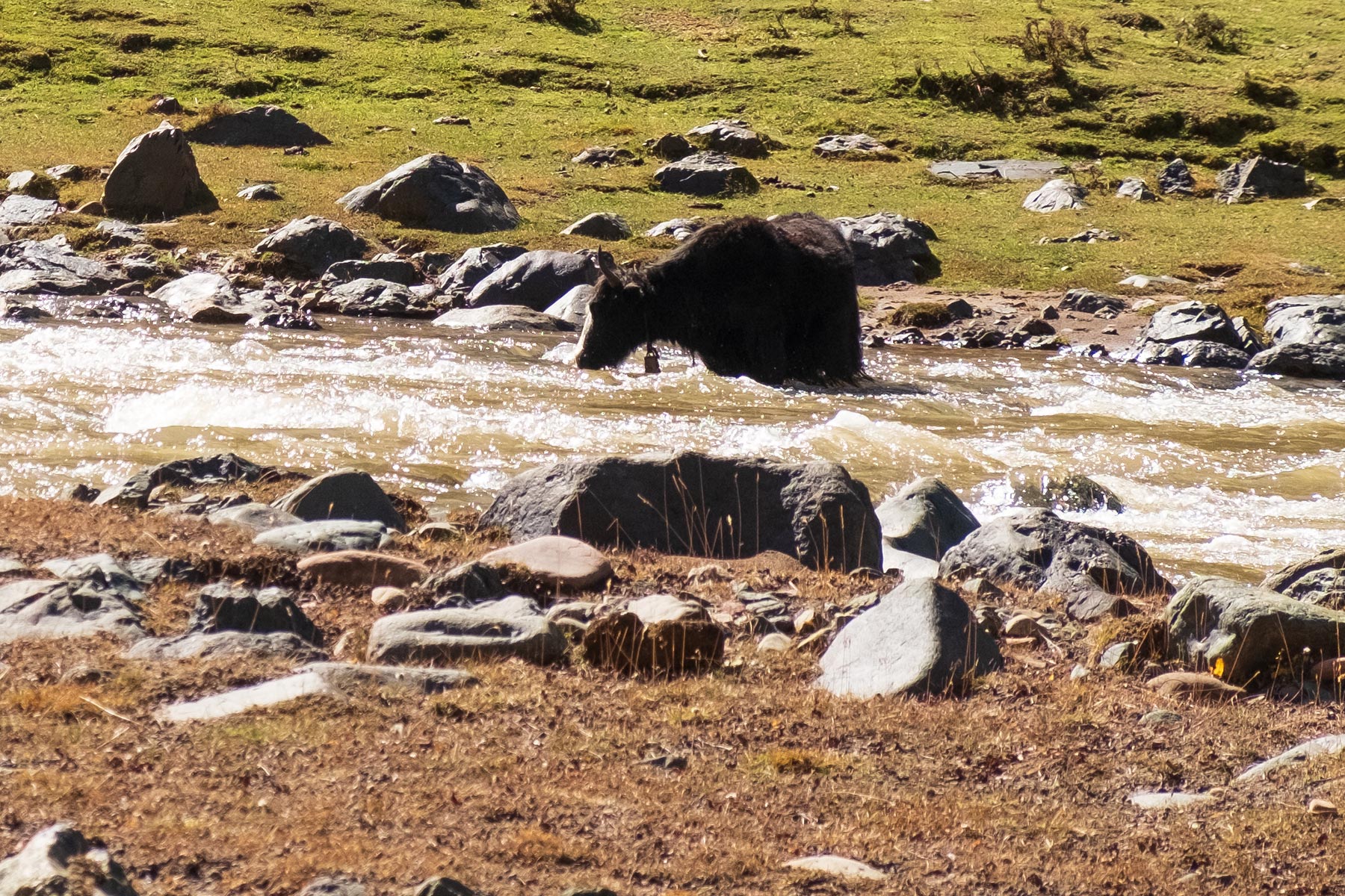 Yak trinkt Wasser aus einem Fluß in Gansu China