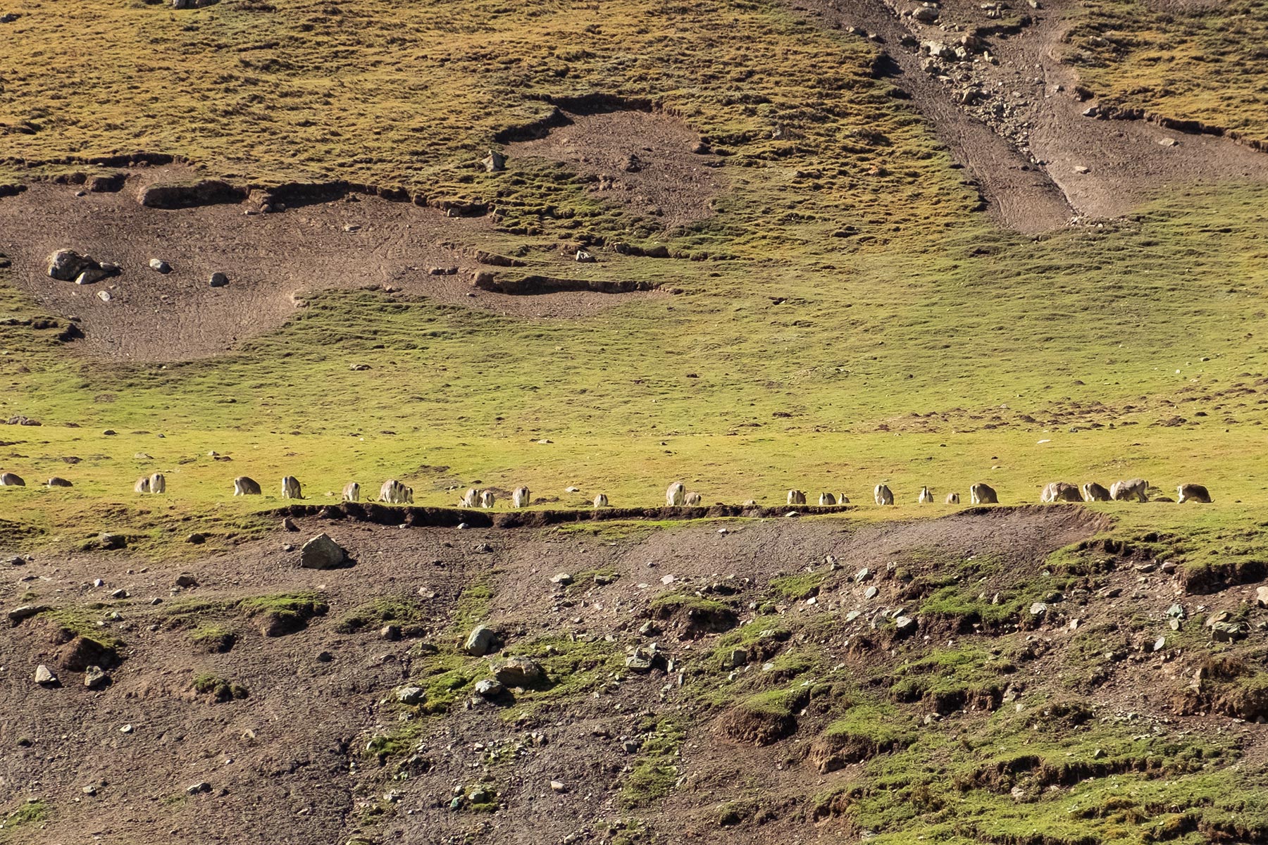 Fahrt von Gansu nach Qinghai durch die Berge mit Rehen