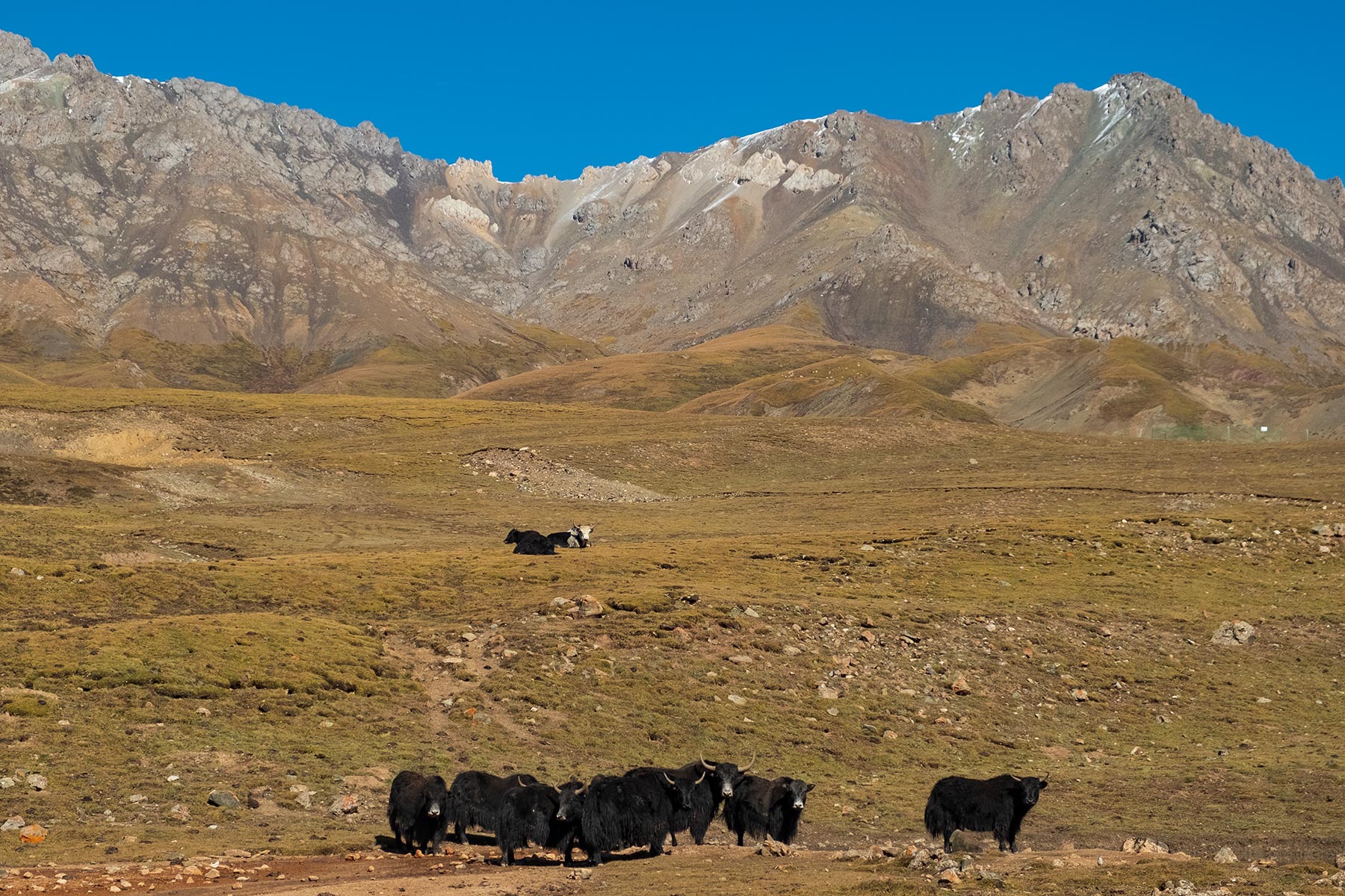 Fahrt von Gansu nach Qinghai durch die Berge mit schwarzen Yaks