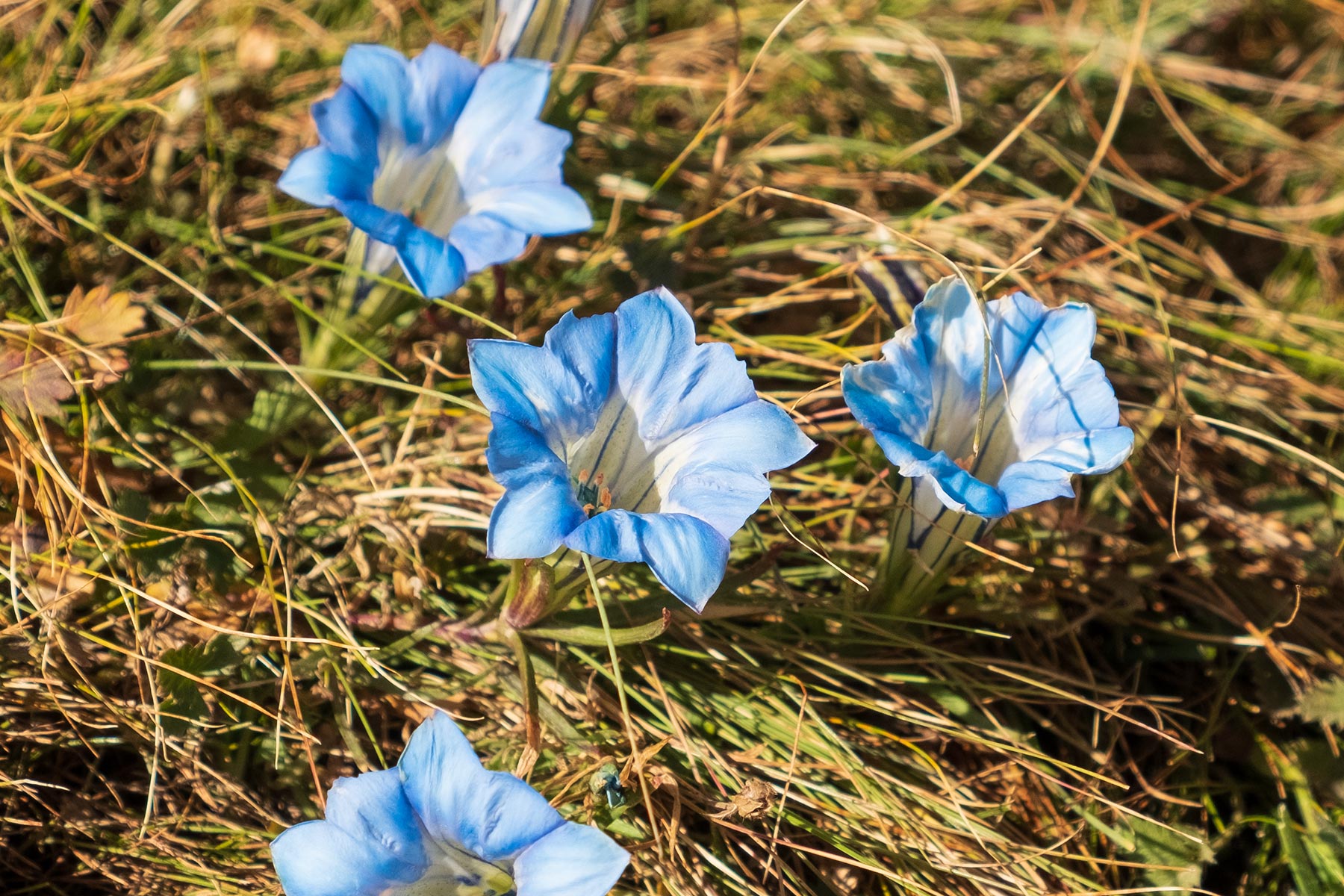 Bergblume Blau in Qinghai China