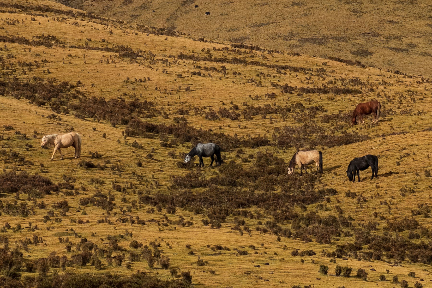 Fahrt von Gansu nach Qinghai durch die Berge mit Pferden