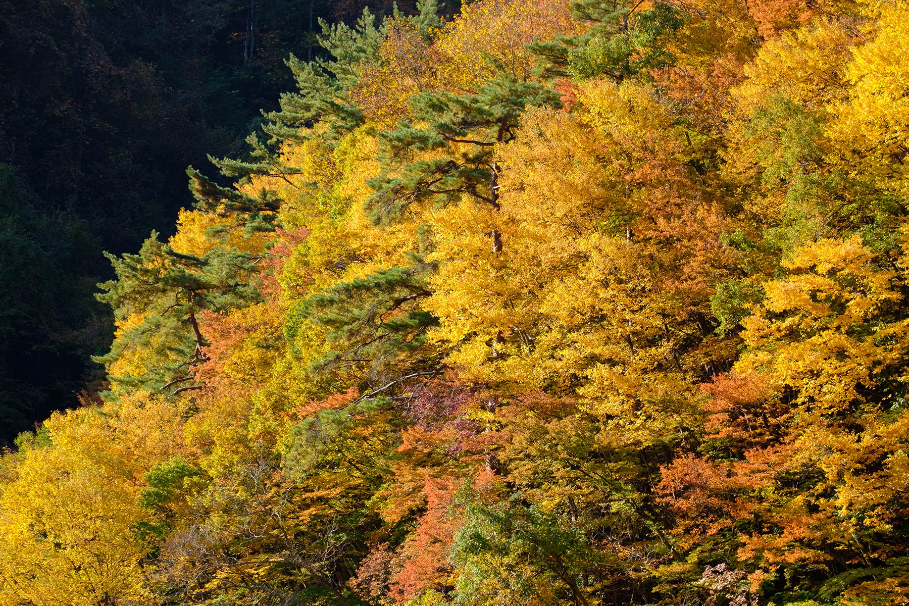 Kōyō Herbstfarben in Nagano, Japan