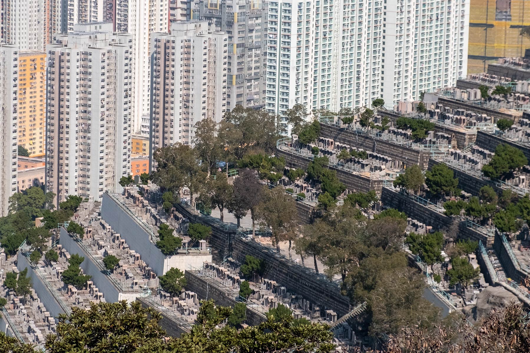 hongkong-dragons-back_07
