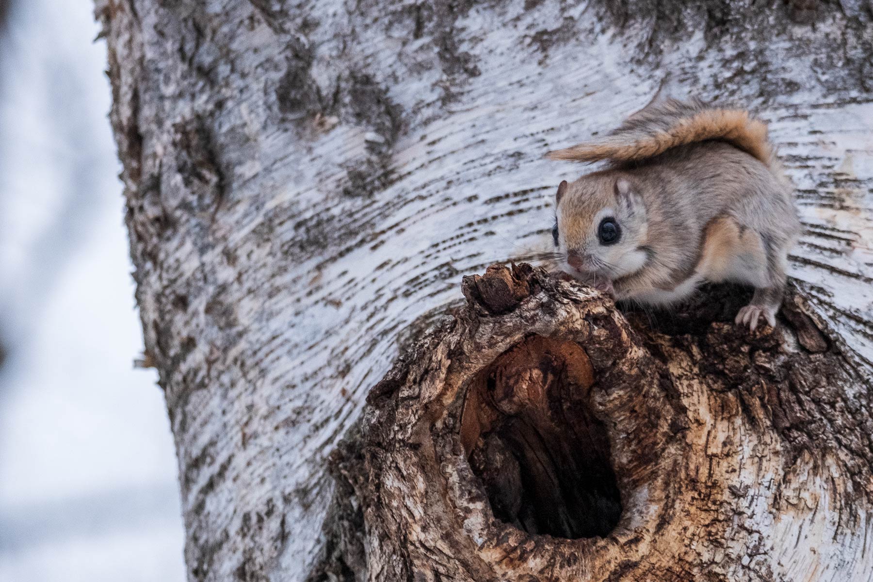 hokkaido-obihiro-gleithoernchen_08