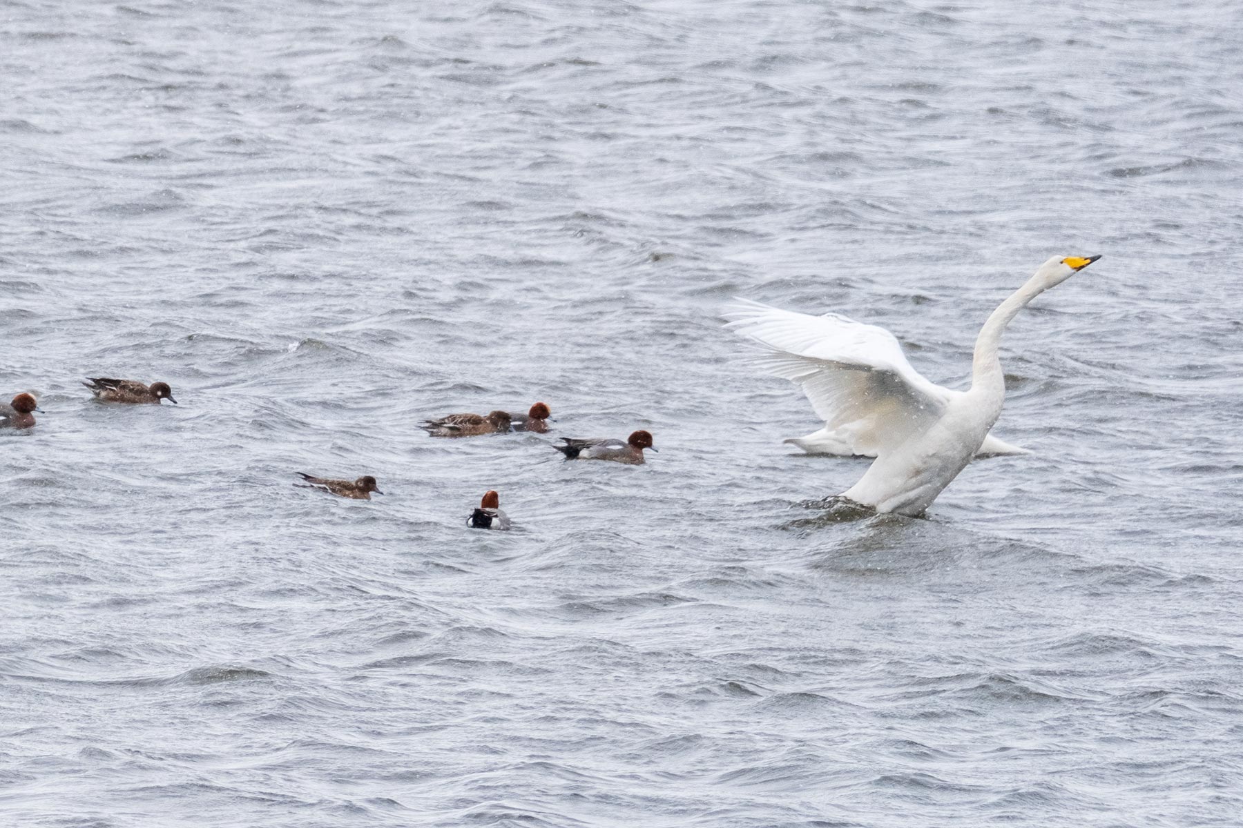 hokkaido_gans-schwan-ente_01