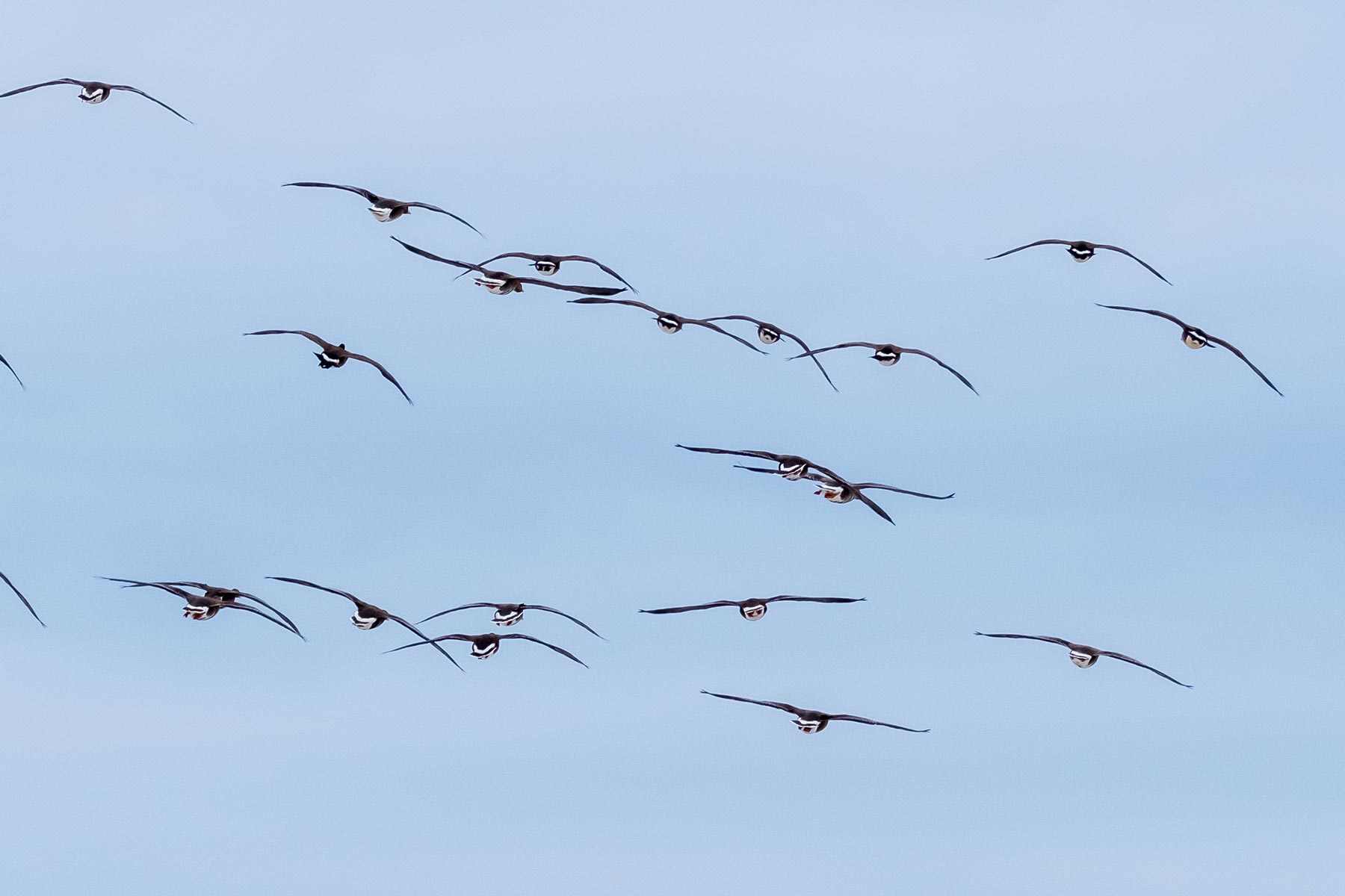 hokkaido_gans-schwan-ente_04
