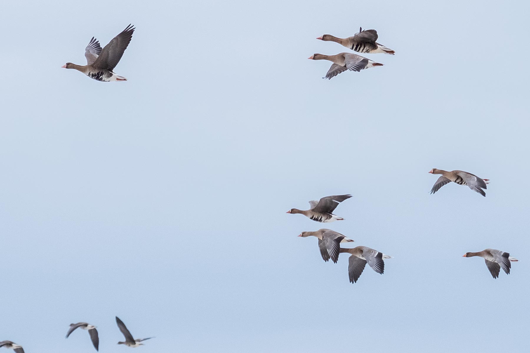 hokkaido_gans-schwan-ente_05