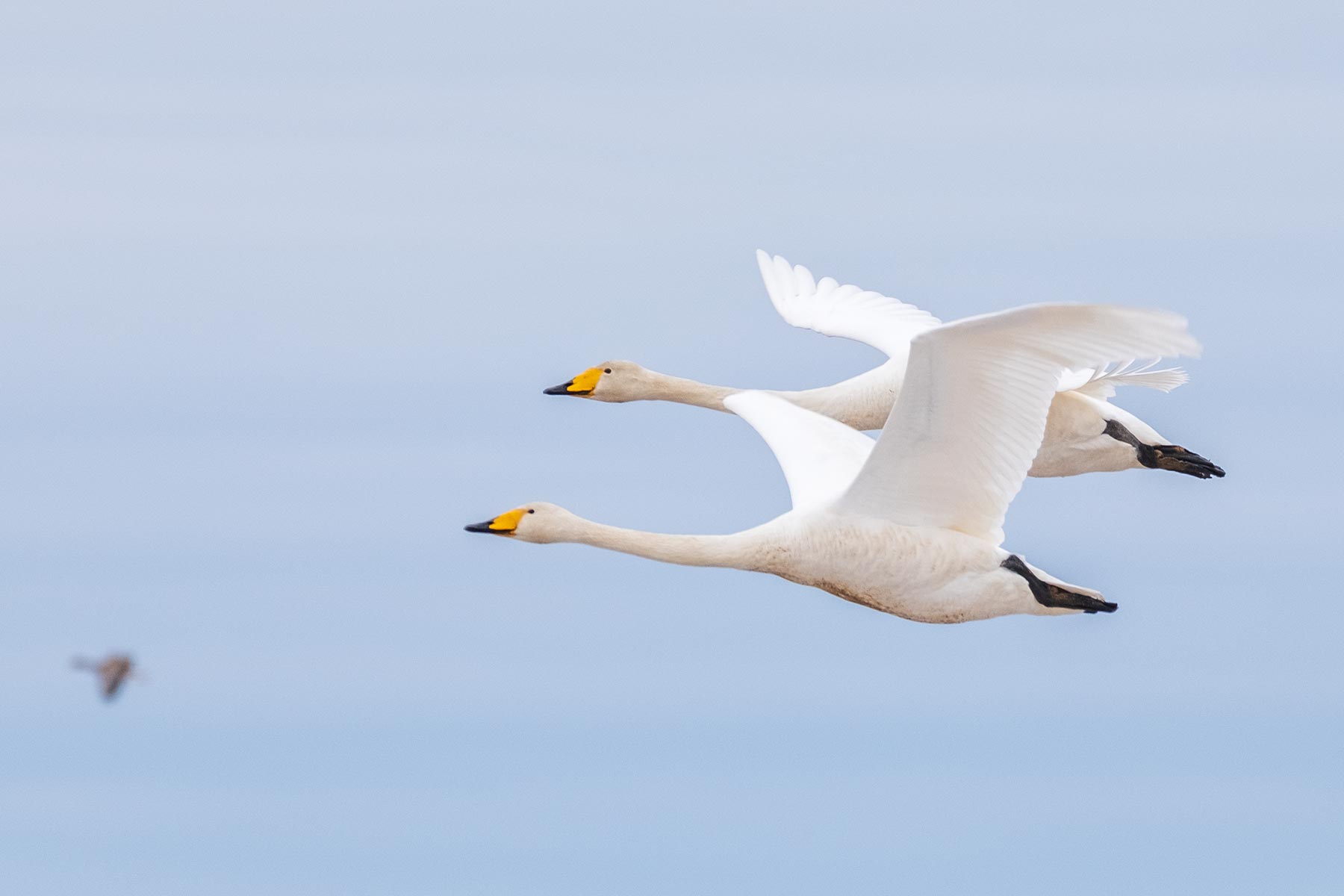 hokkaido_gans-schwan-ente_06
