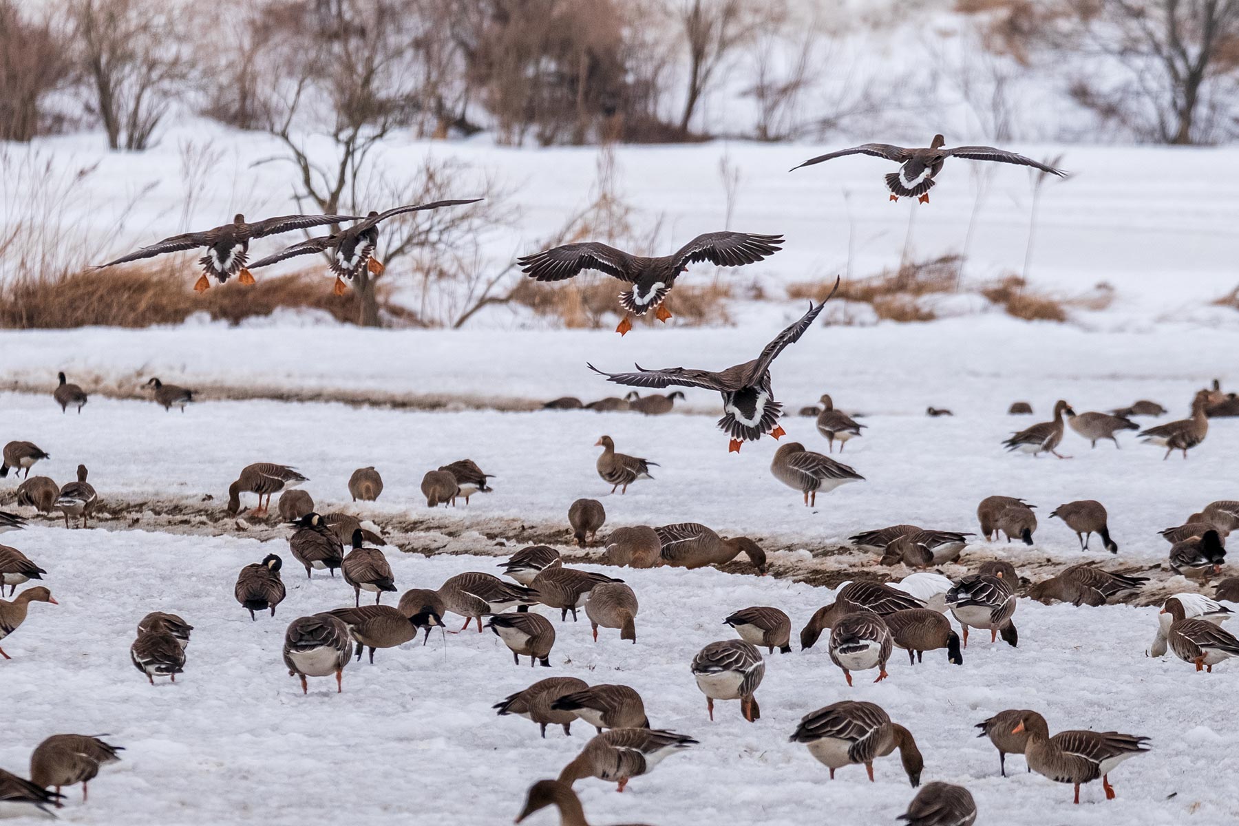 hokkaido_gans-schwan-ente_08