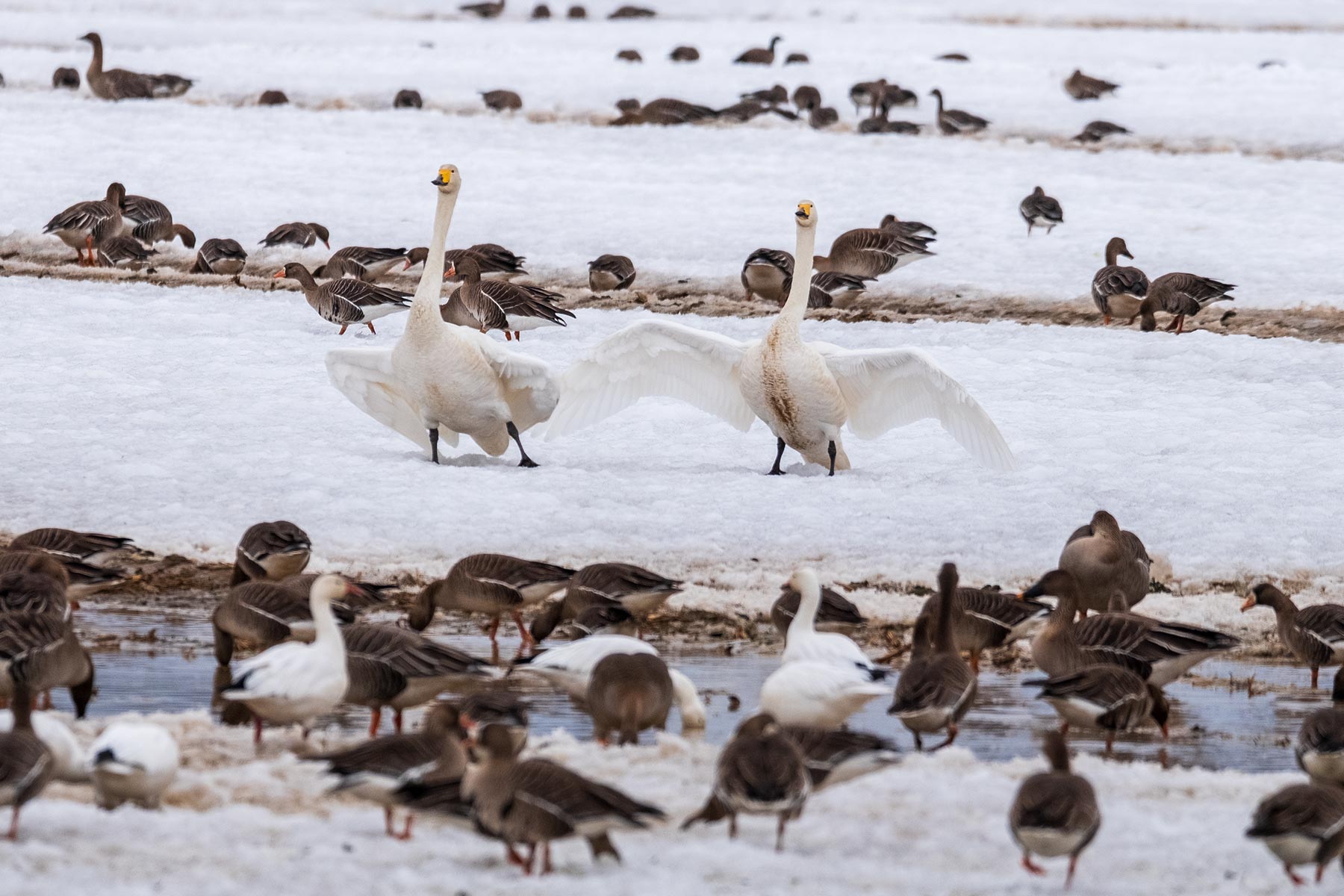 hokkaido_gans-schwan-ente_09