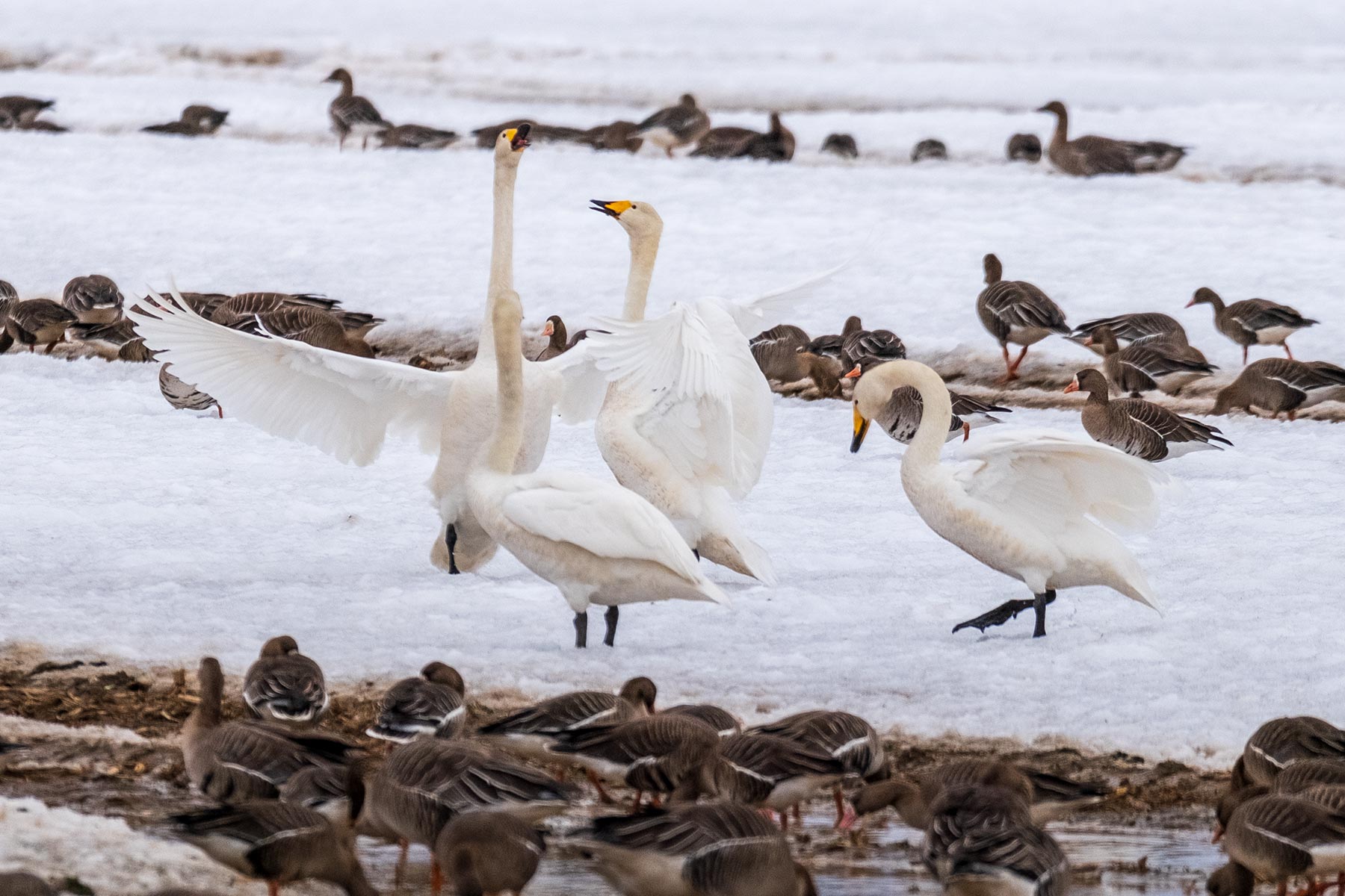 hokkaido_gans-schwan-ente_10
