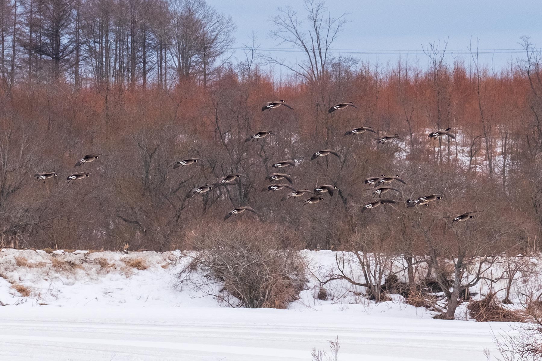 hokkaido_gans-schwan-ente_11