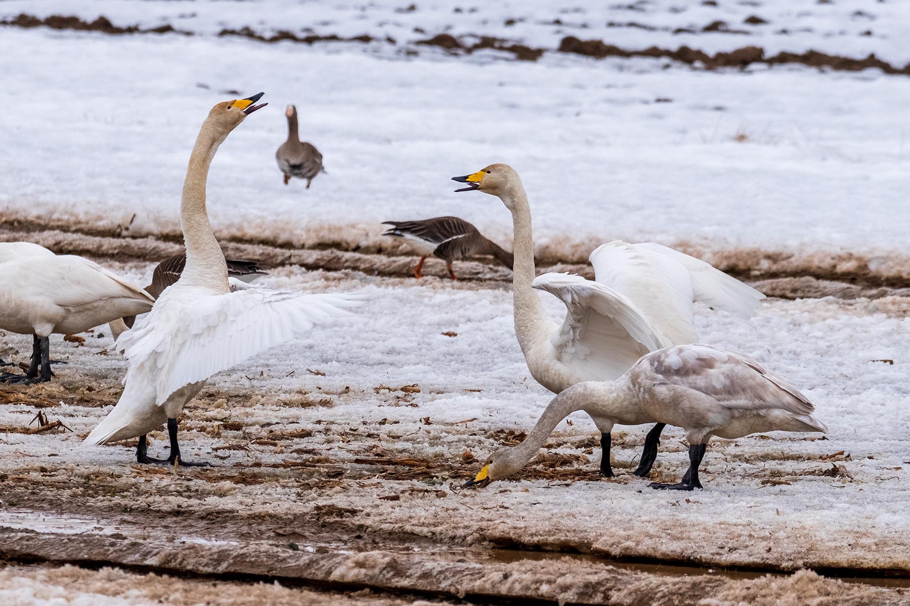 hokkaido_gans-schwan-ente_13
