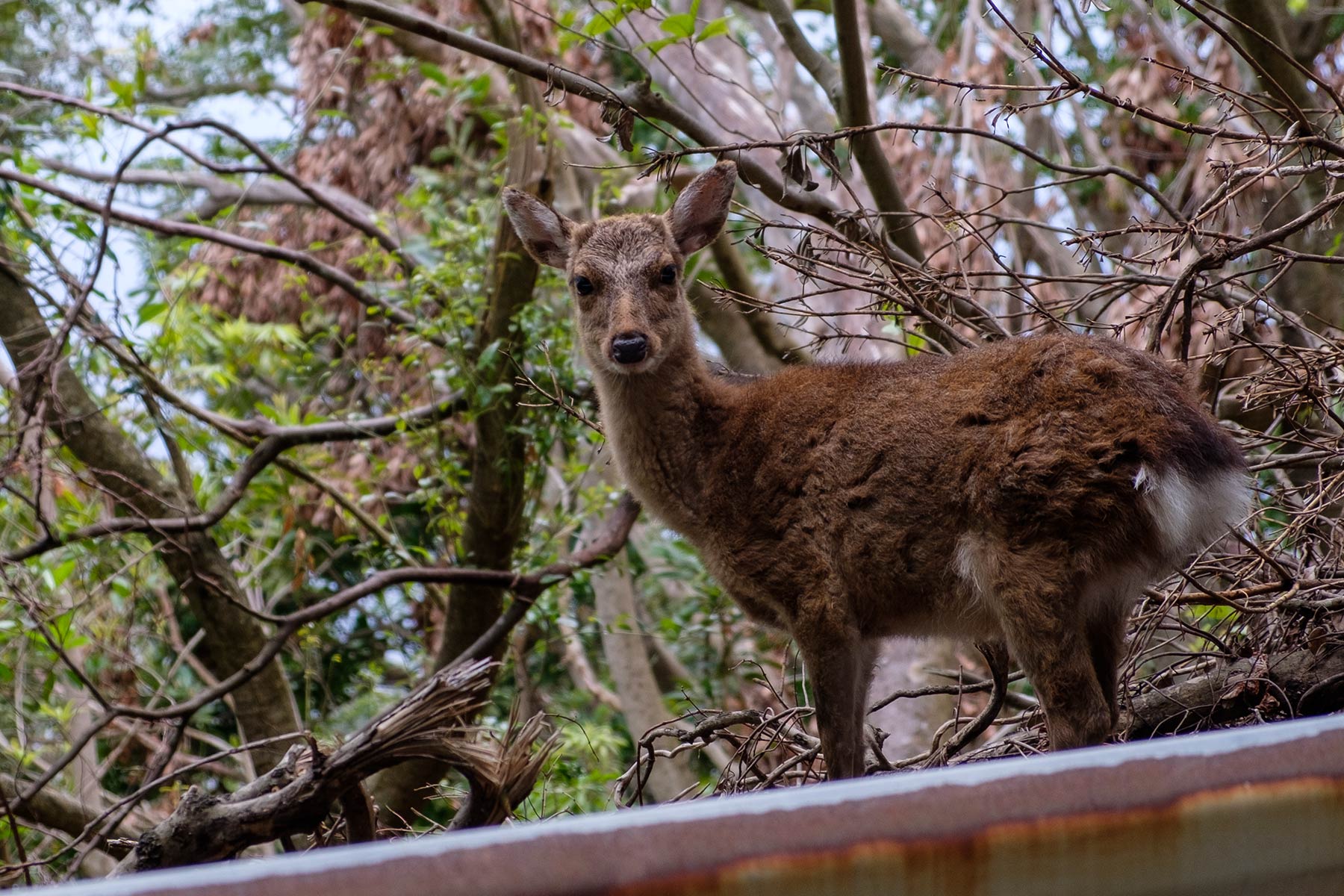 yakushima_rundfahrt_02