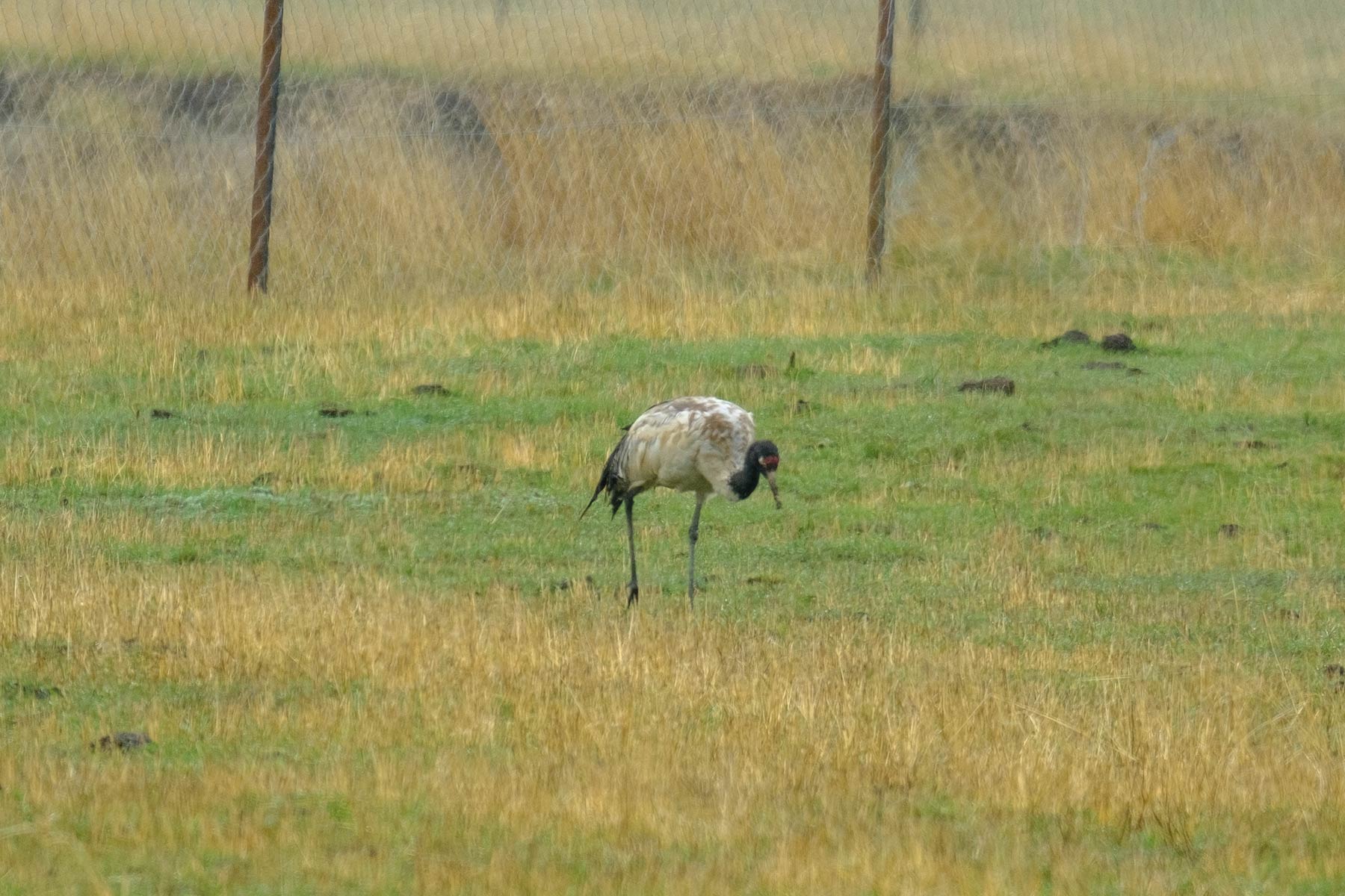 china_sichuan-grassland_19
