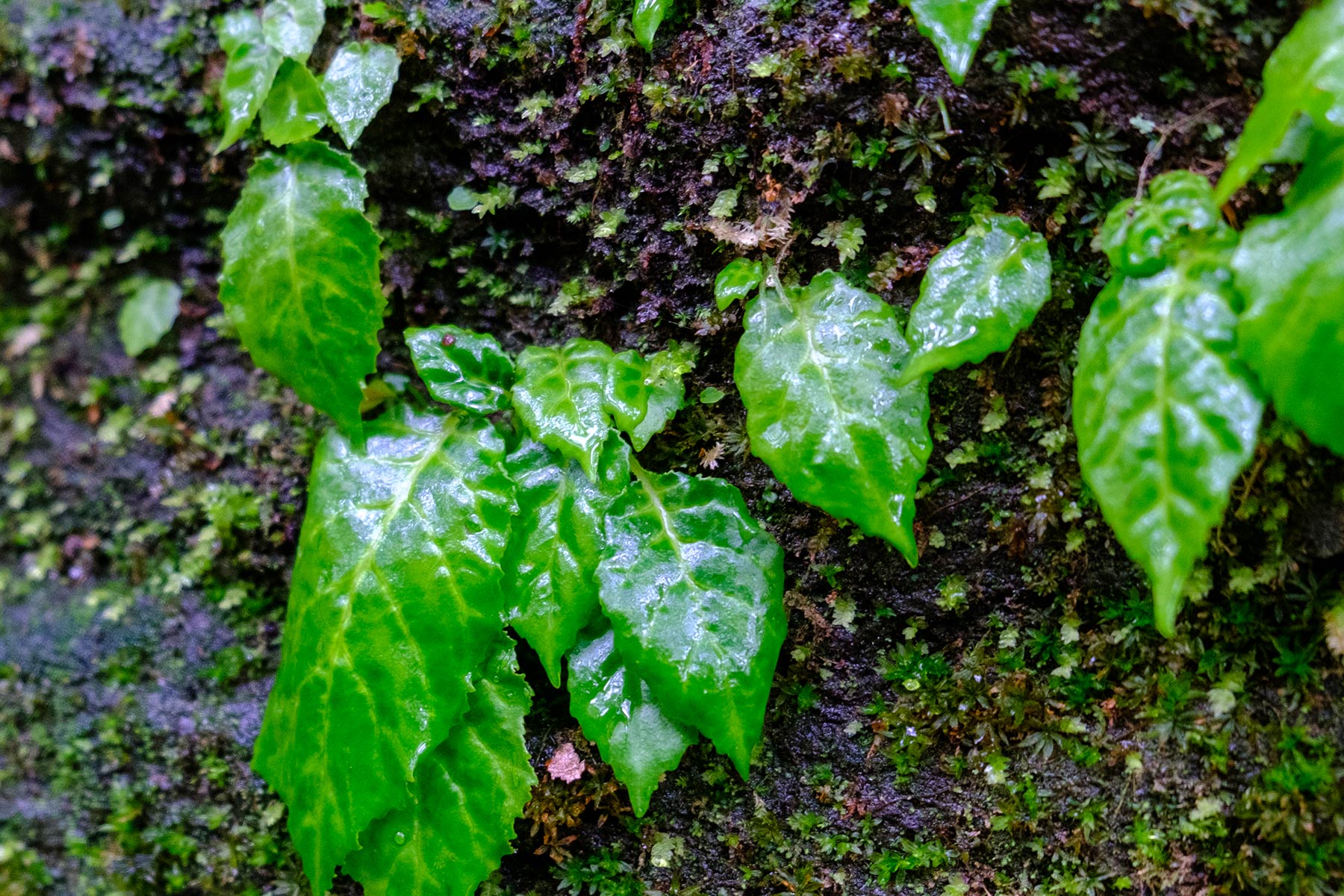kagoshima_takachiho_13
