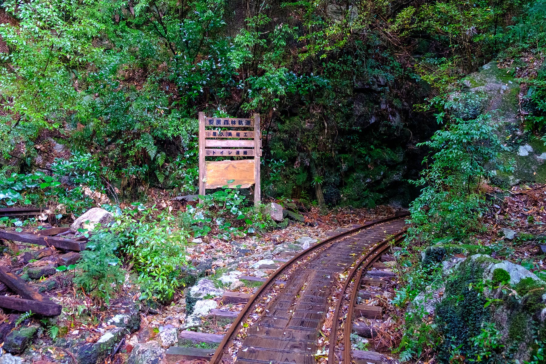 yakushima_jomon-sugi-wanderung_04