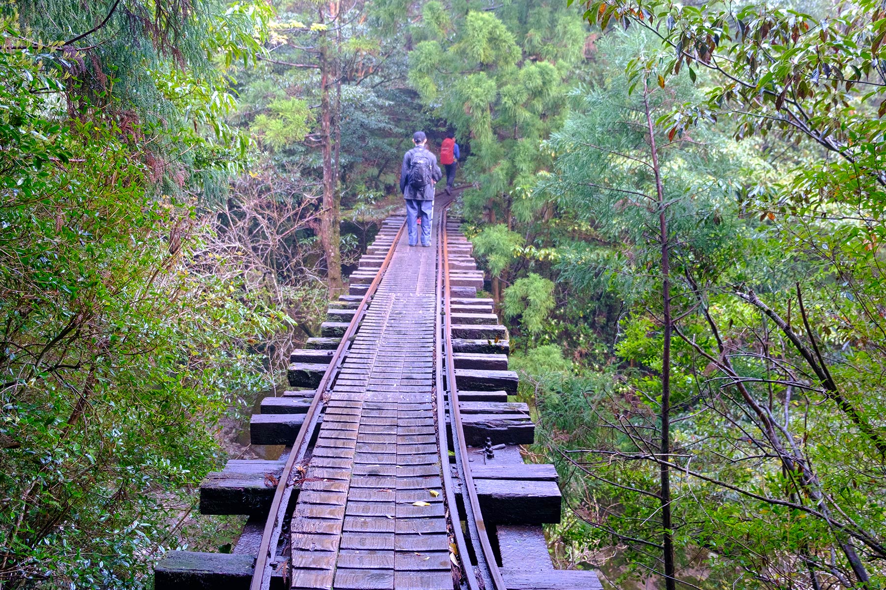 yakushima_jomon-sugi-wanderung_05