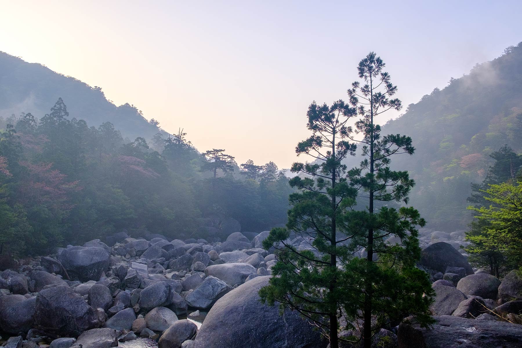 yakushima_jomon-sugi-wanderung_06