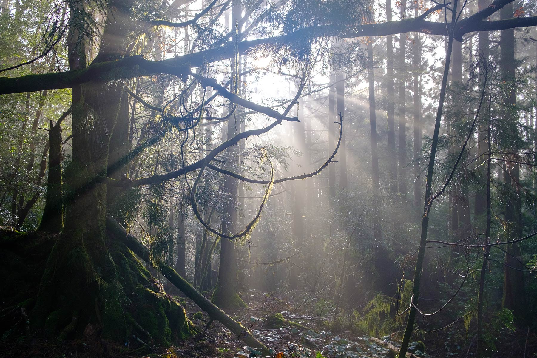 yakushima_jomon-sugi-wanderung_07