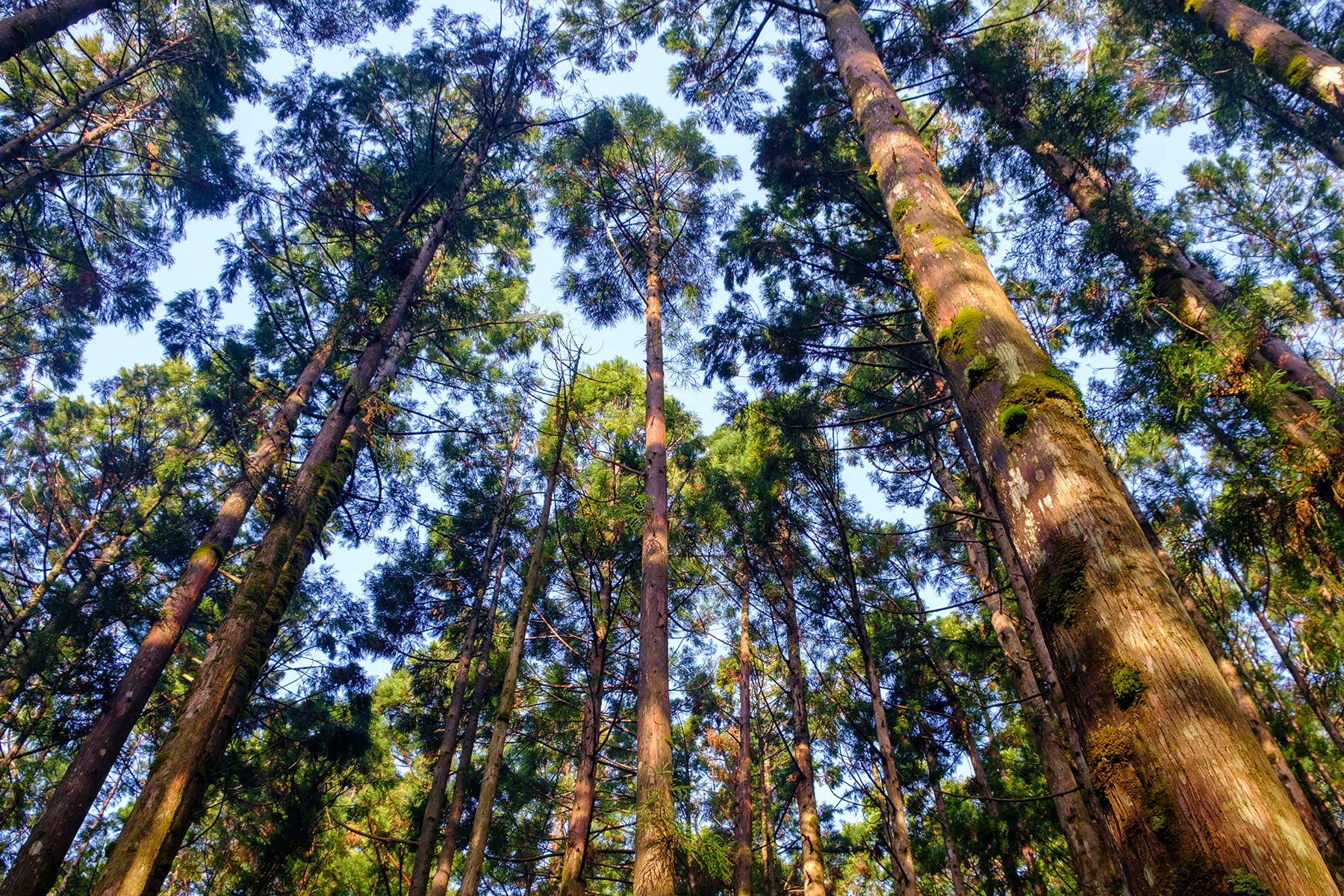 yakushima_jomon-sugi-wanderung_09