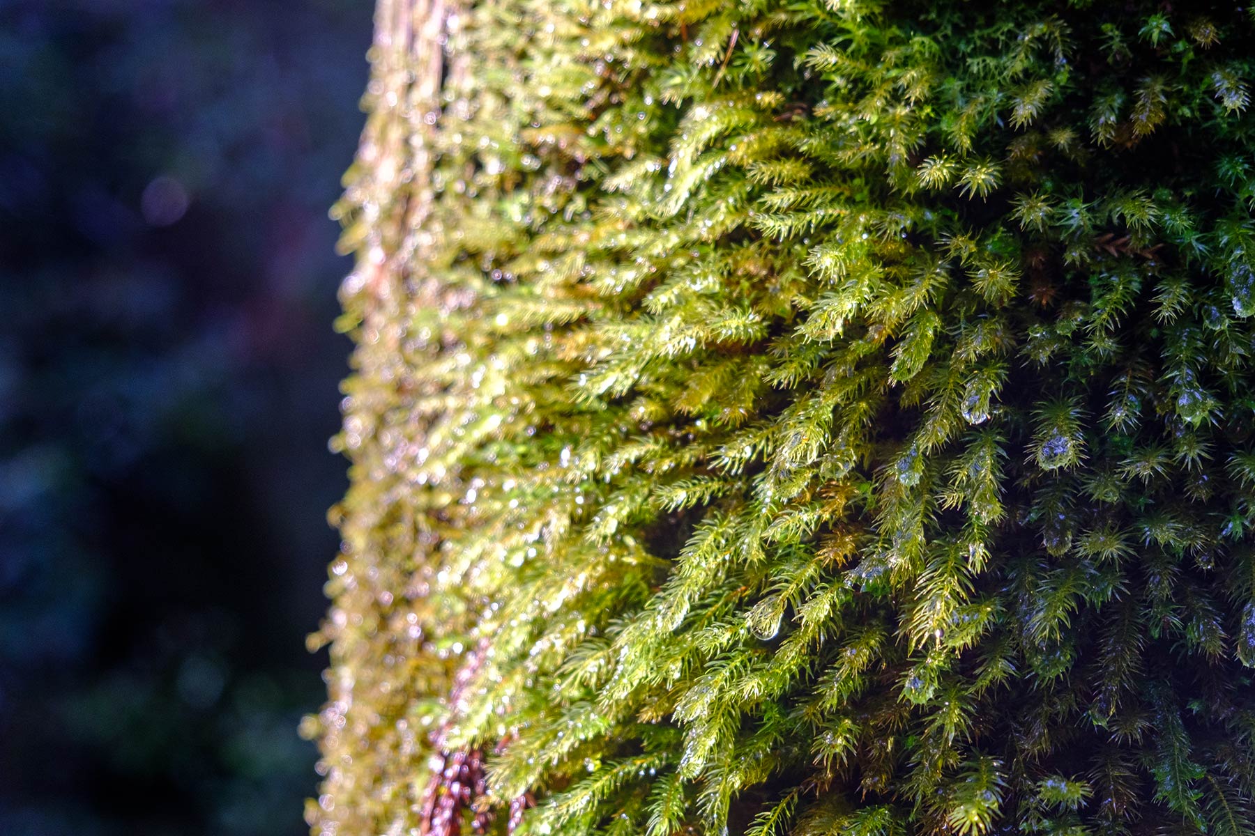 yakushima_jomon-sugi-wanderung_10
